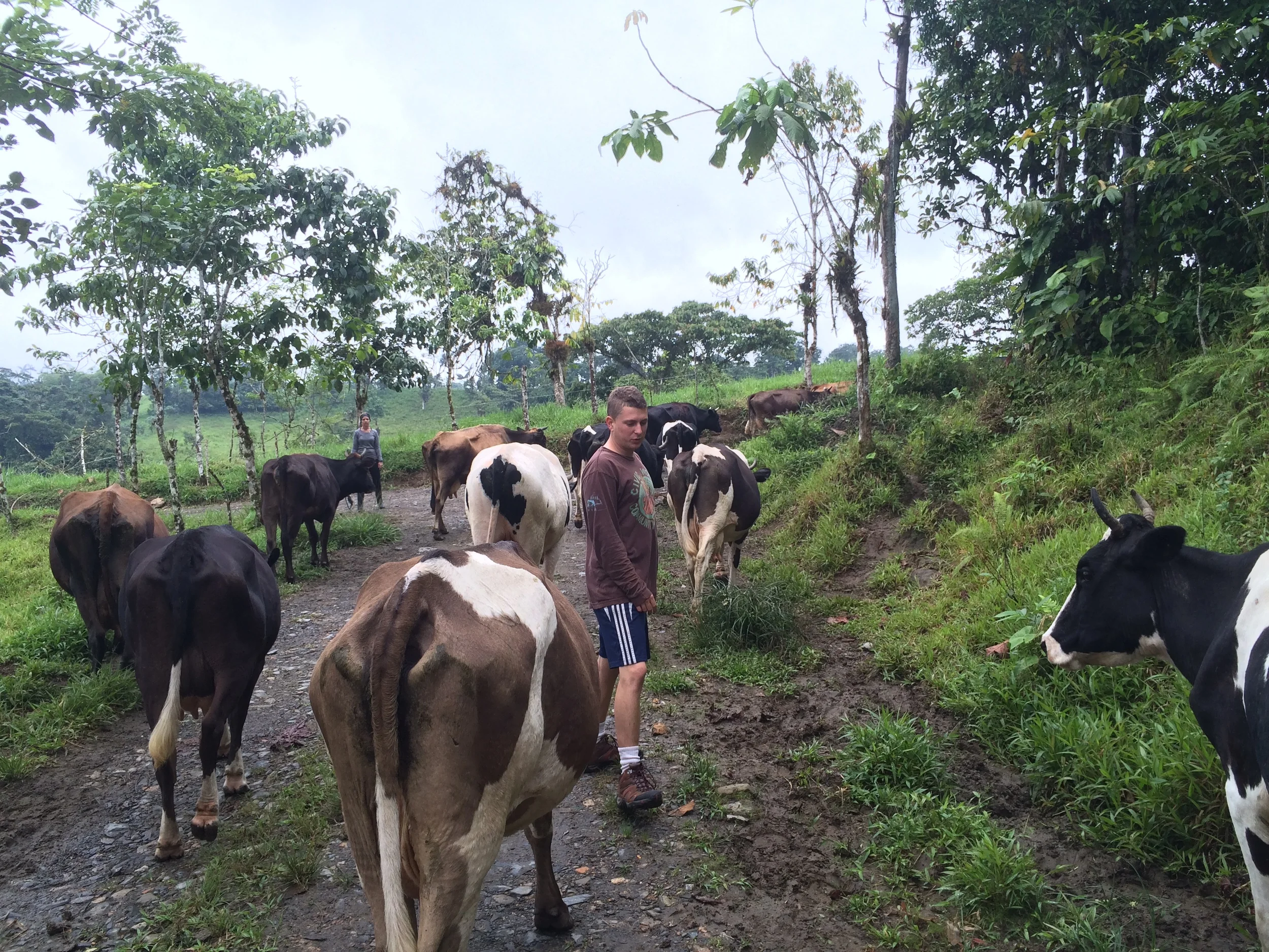 Program Director Everett herding some cattle