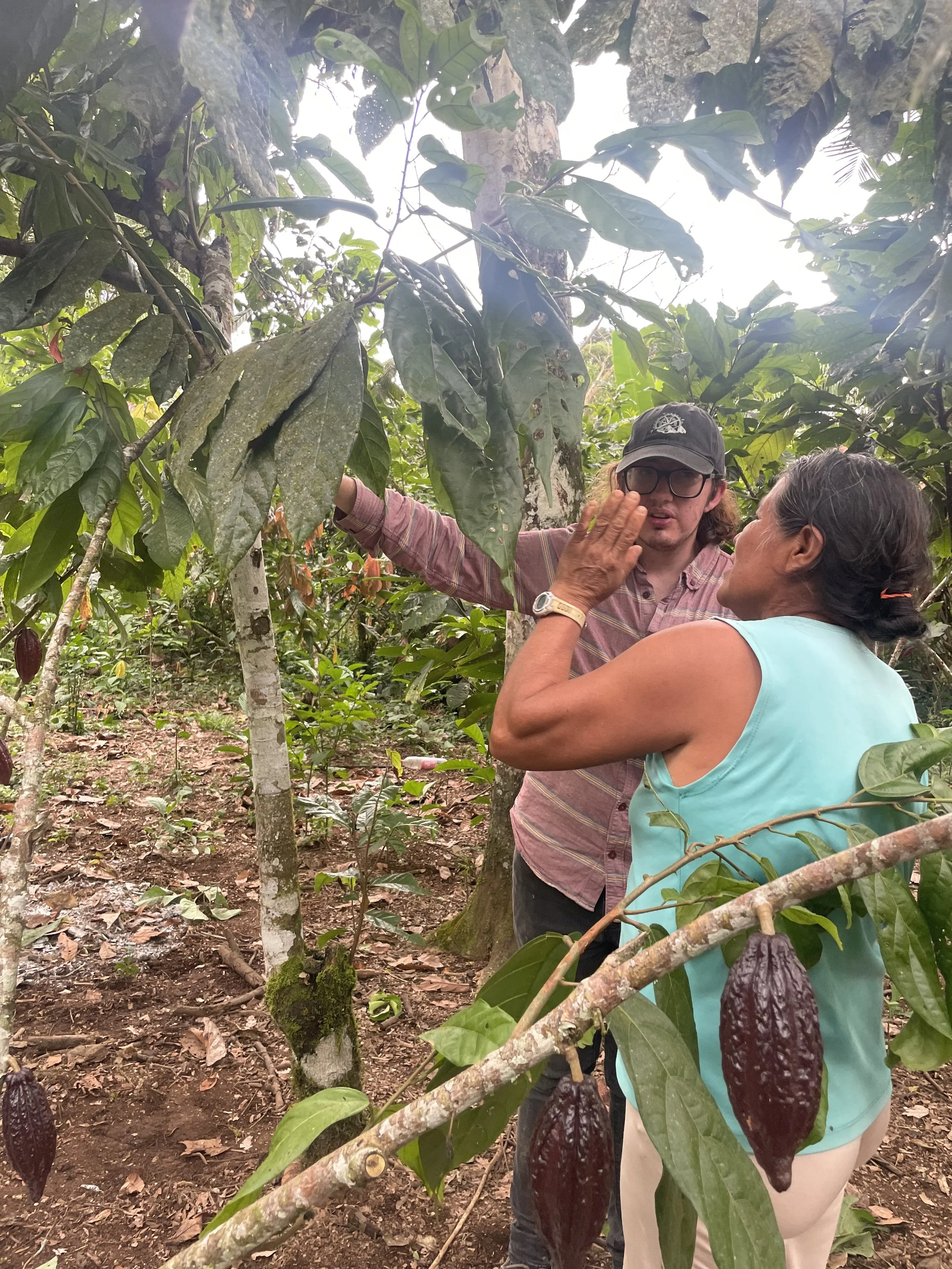 A Future Rooted in Cacao