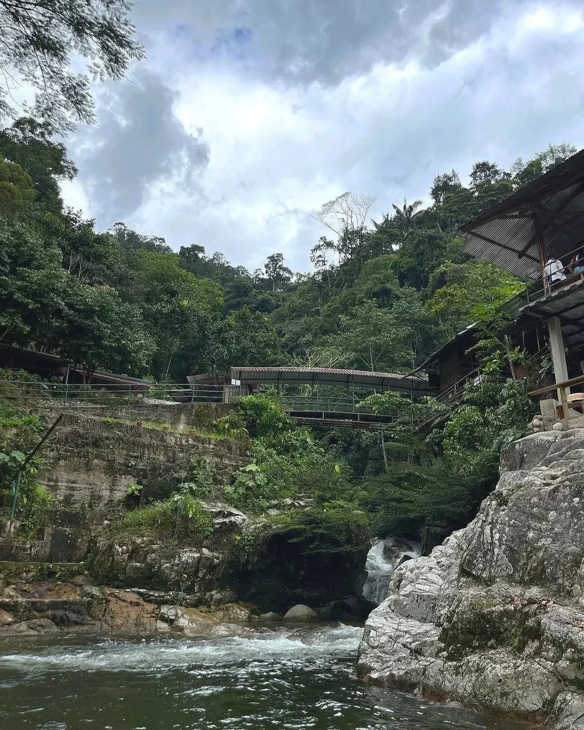 Scene of green trees with bridges and flowing water in the Amazon Rainforest