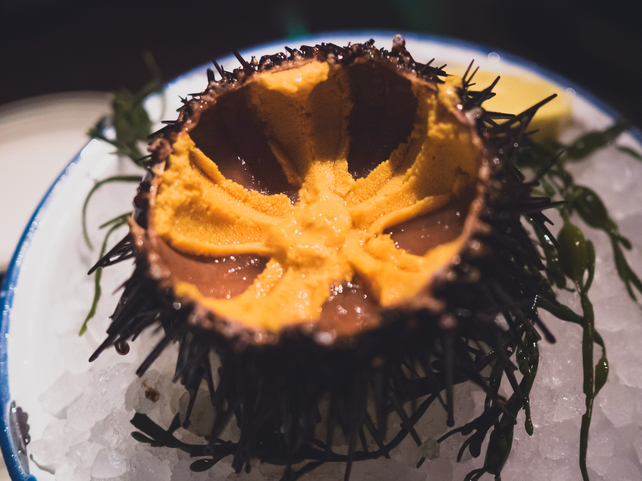 live santa barbara sea urchin. (swoon!)
