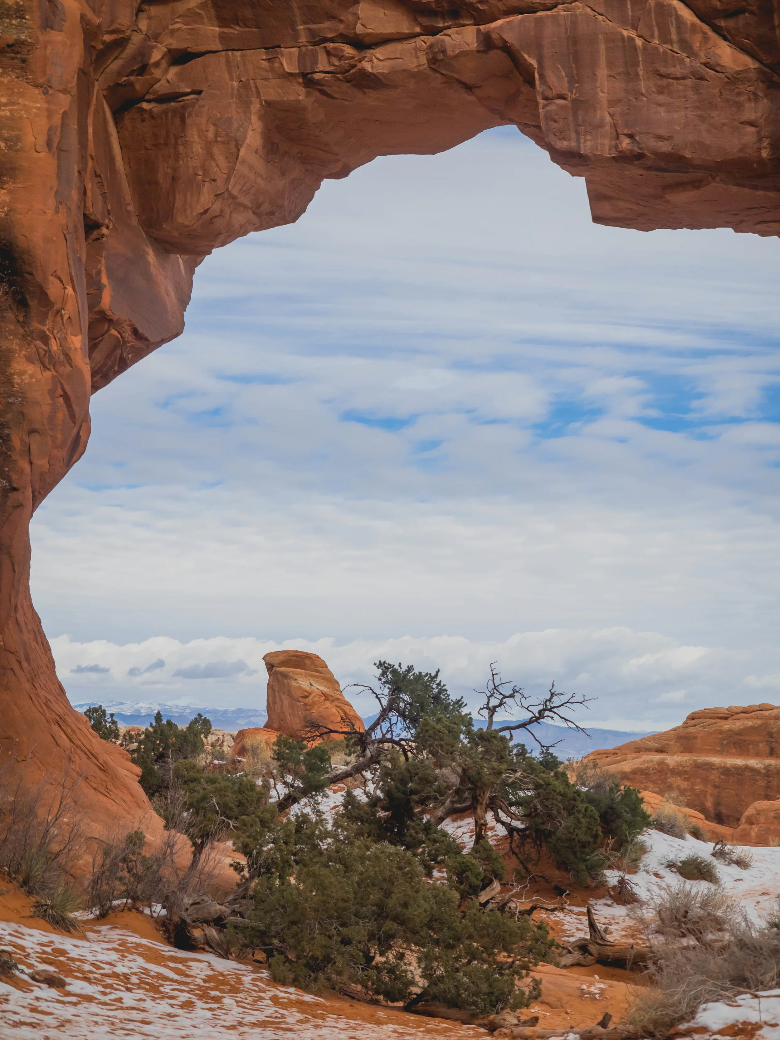 pine tree arch.