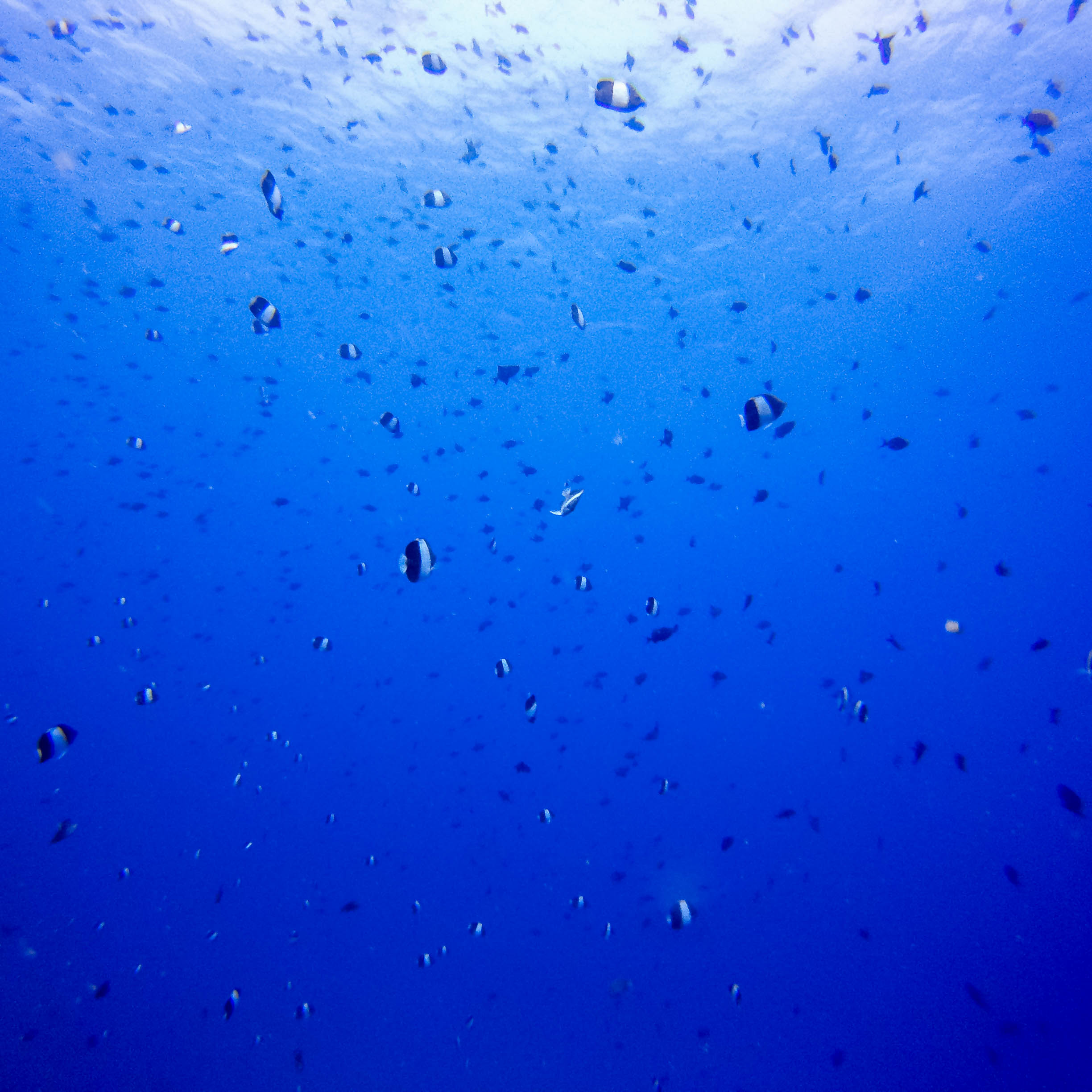 so. many. fish.