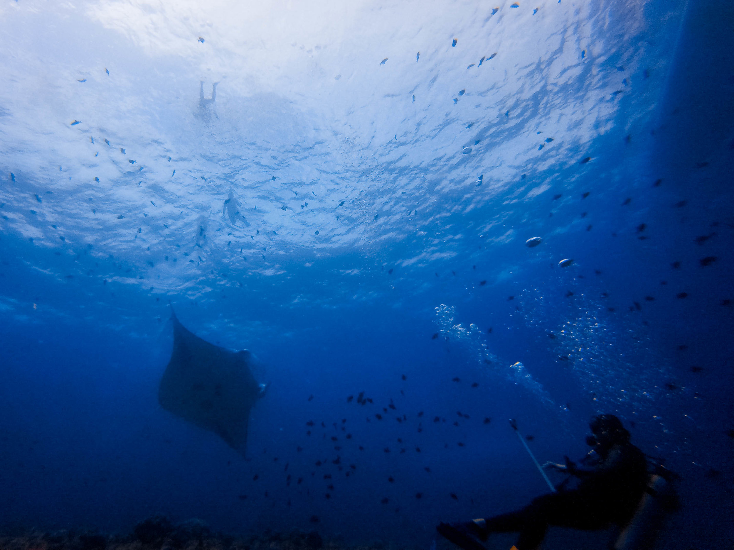 some snorkelers above the manta ray.
