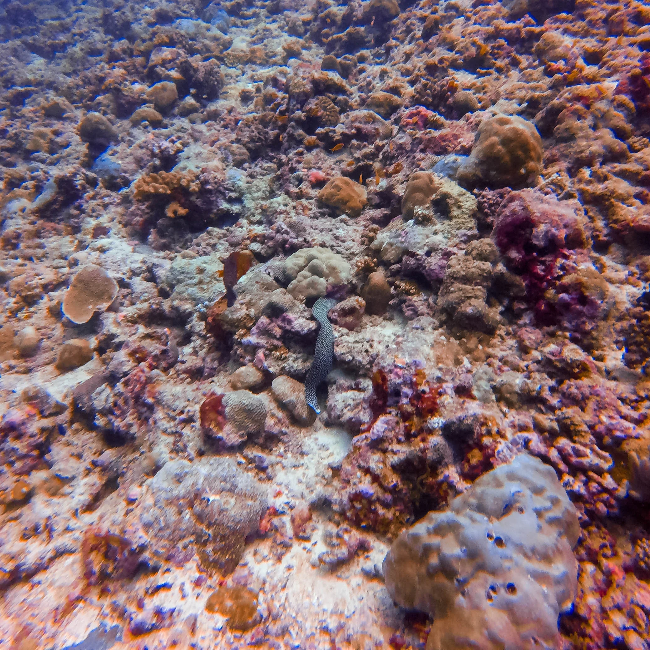 moray eel going into hiding.