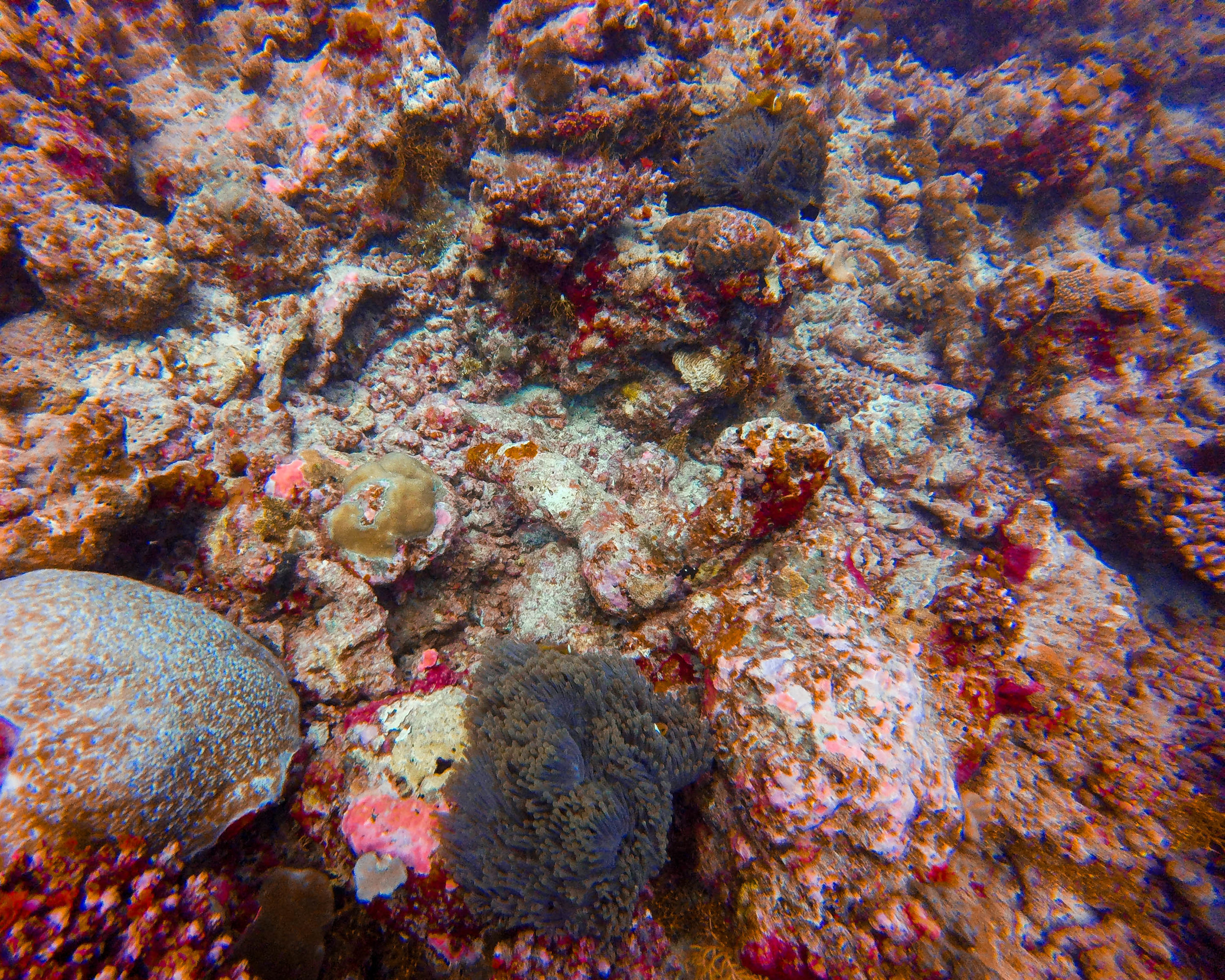 clownfish hiding in sea anemone.