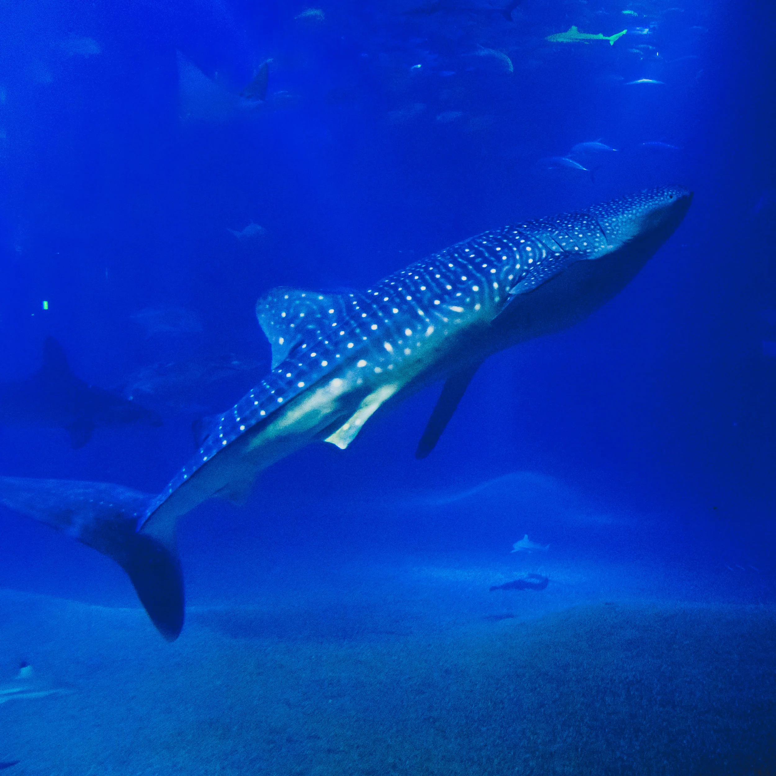 whale shark!