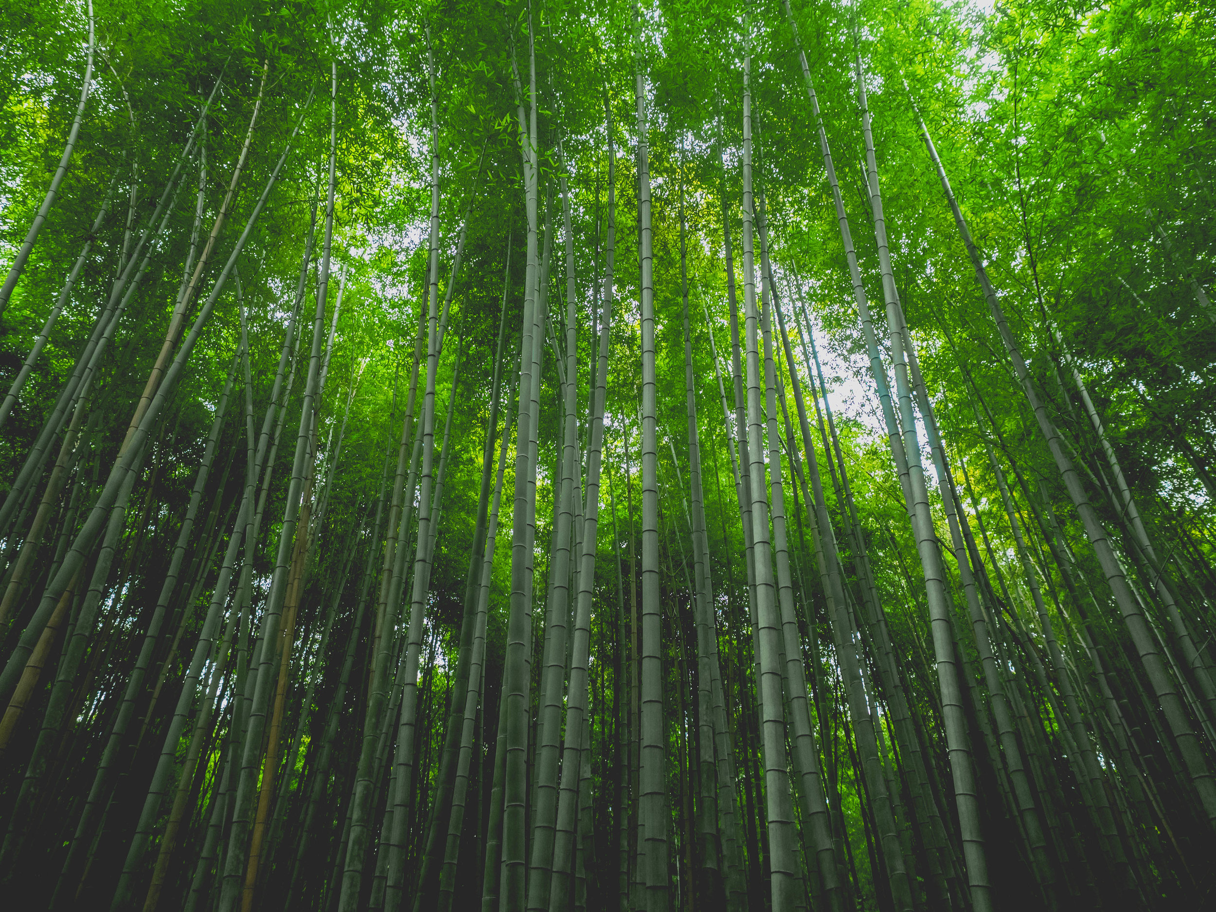 bamboo forest.