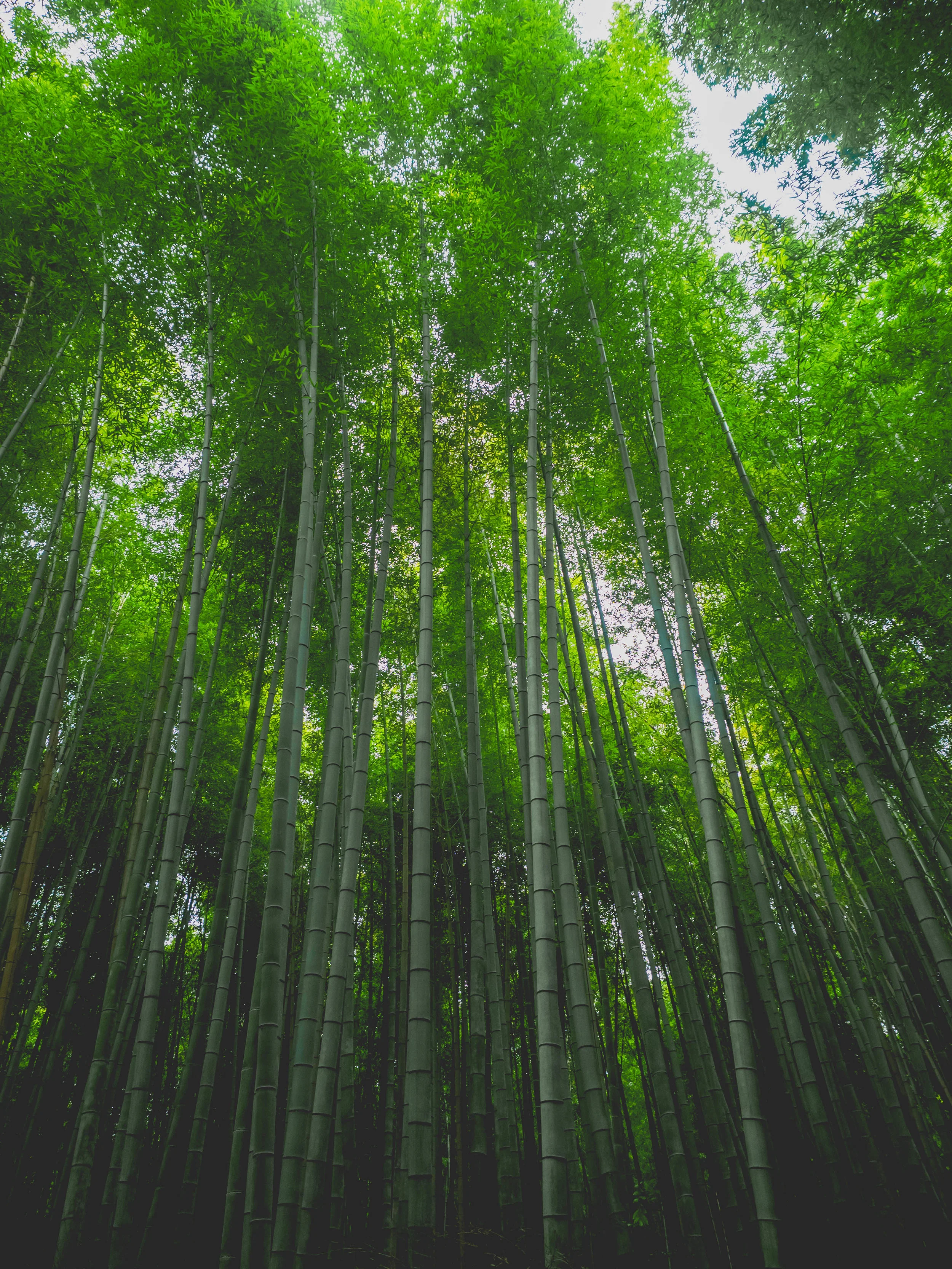 kyoto-snaps-136.jpg