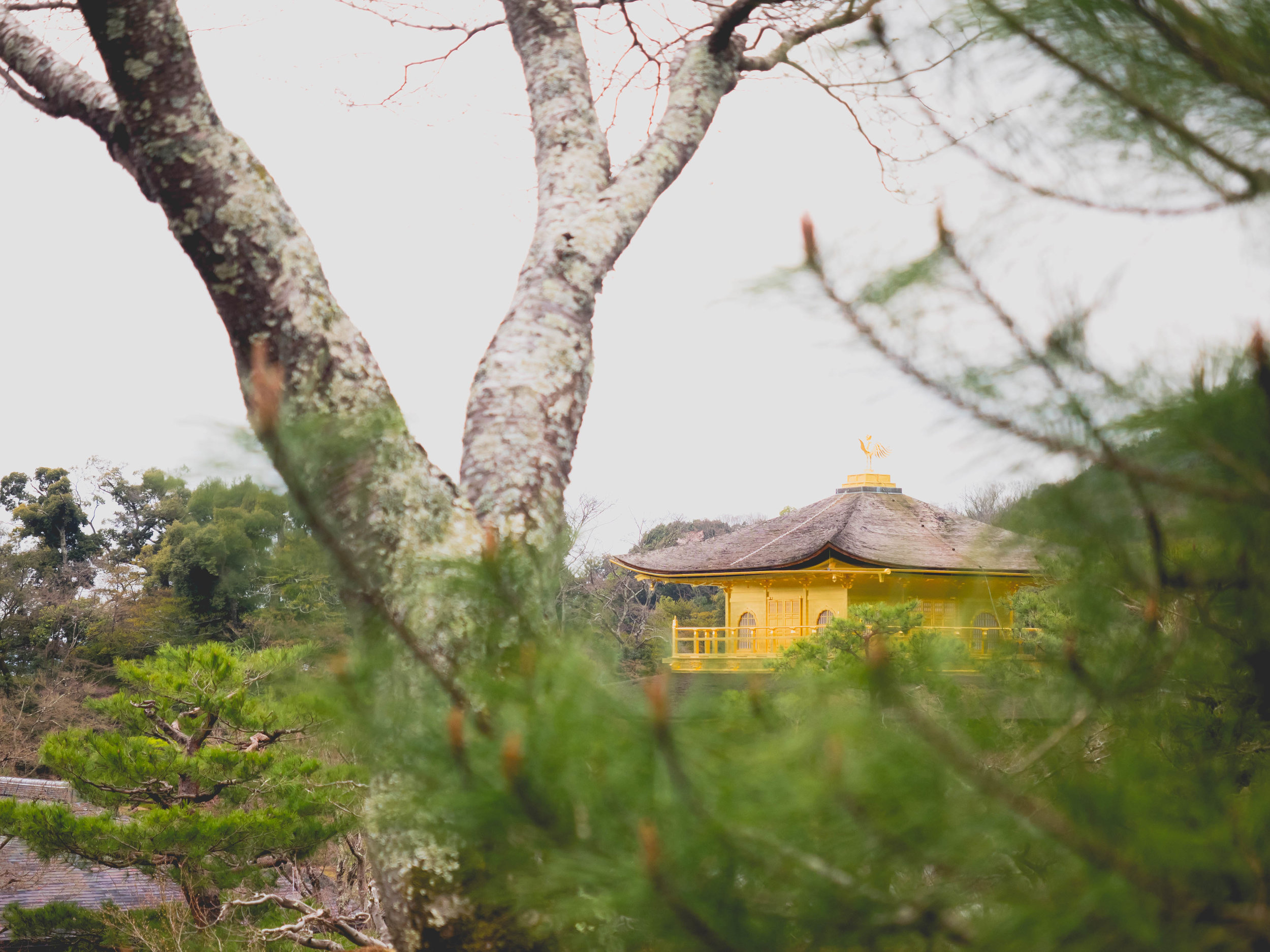 kinkakuji / golden pavillion.