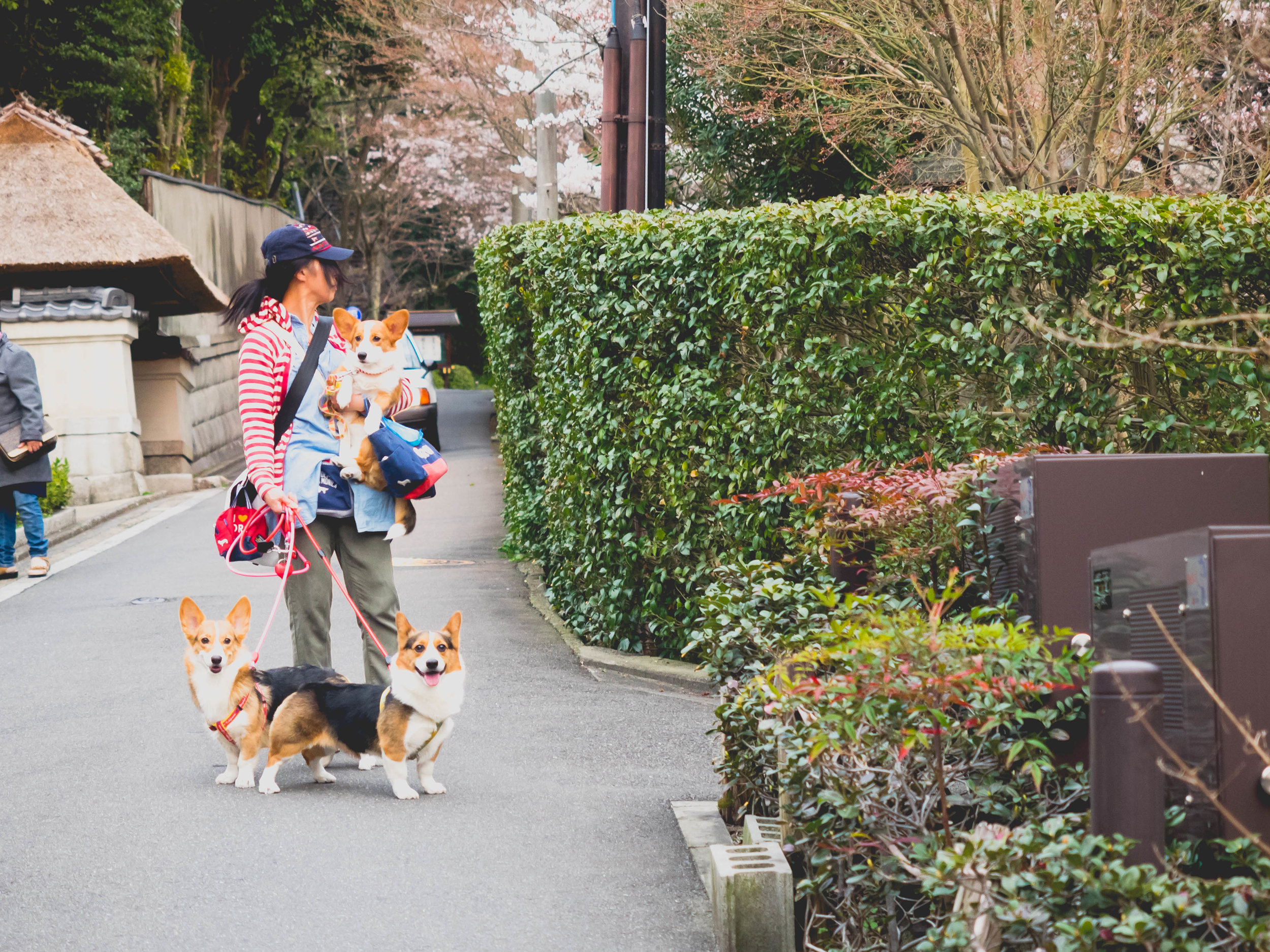 corgis = best.