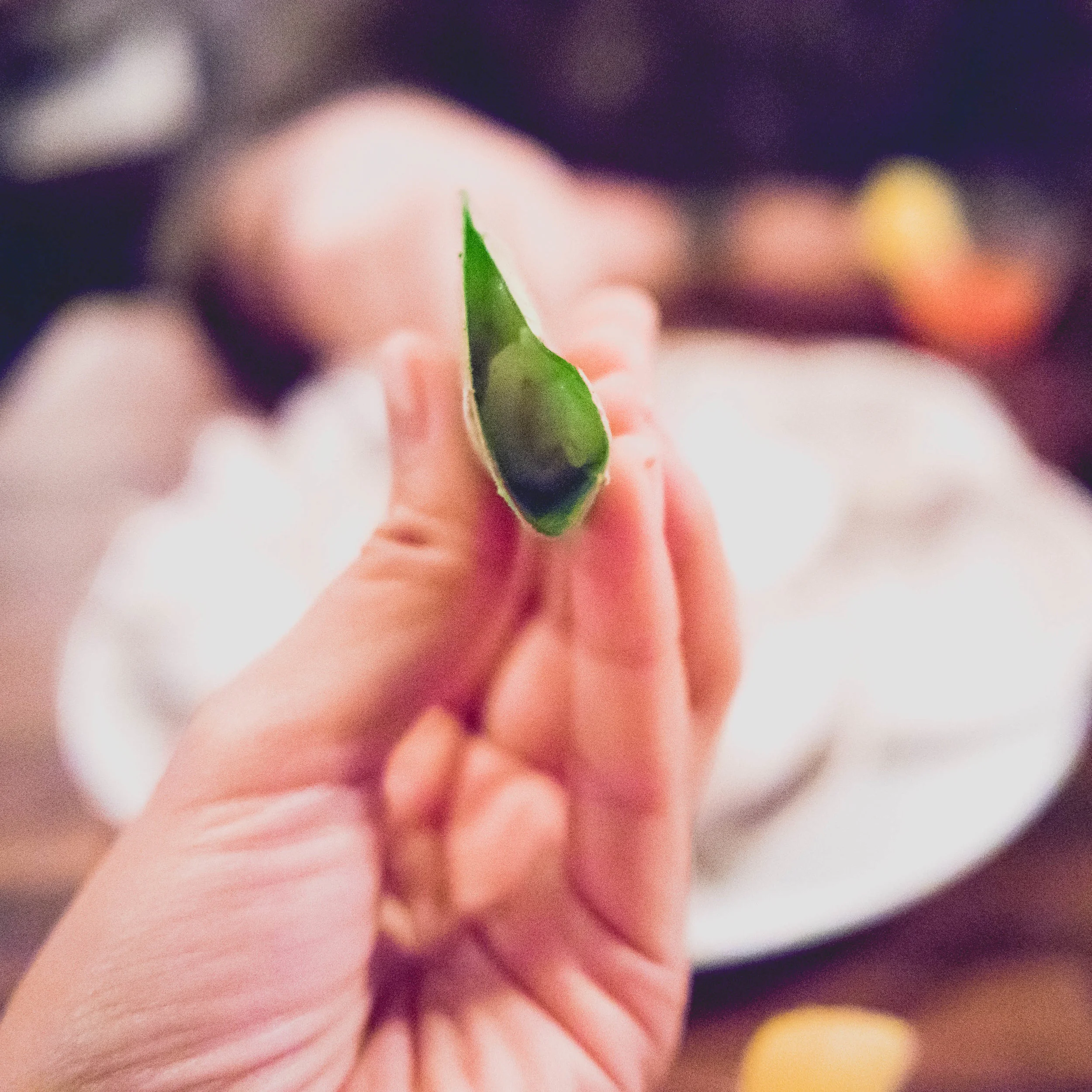 hoja santa closeup.