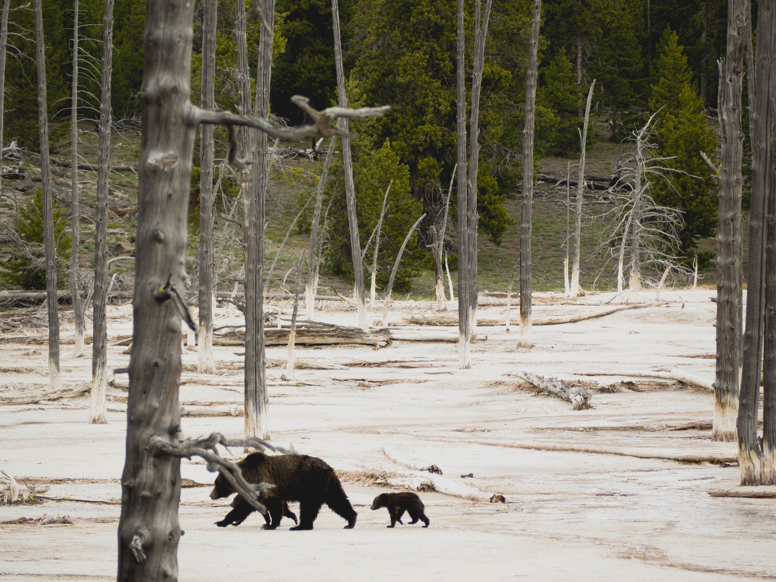 mama grizzly and two cubs.