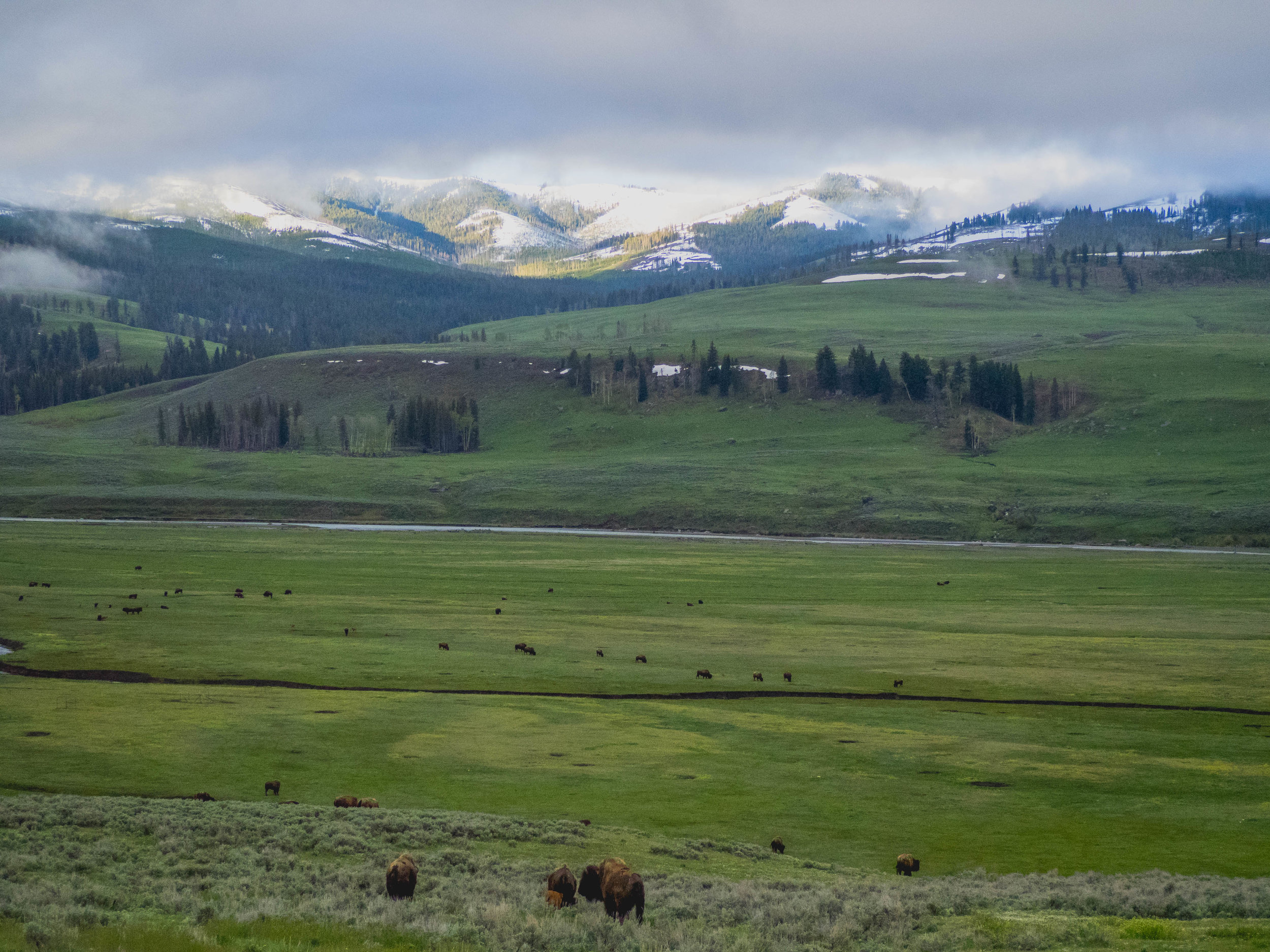 lamar valley.