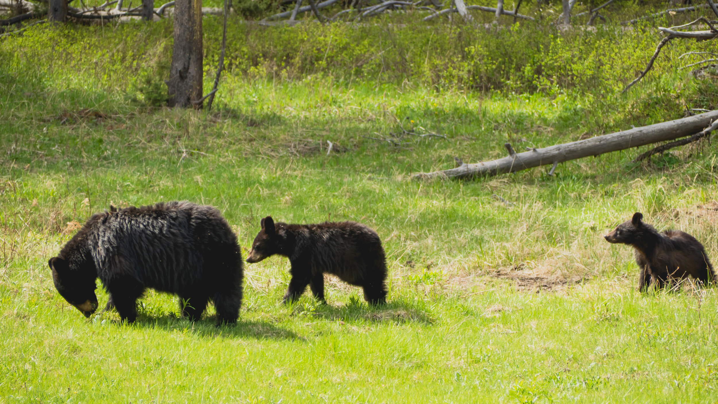 mama and two black bear cubs