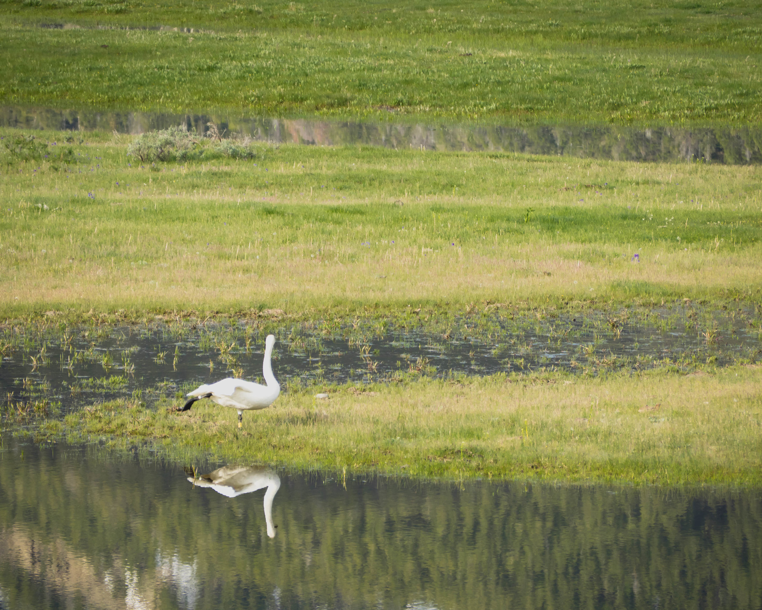 balancing swan.