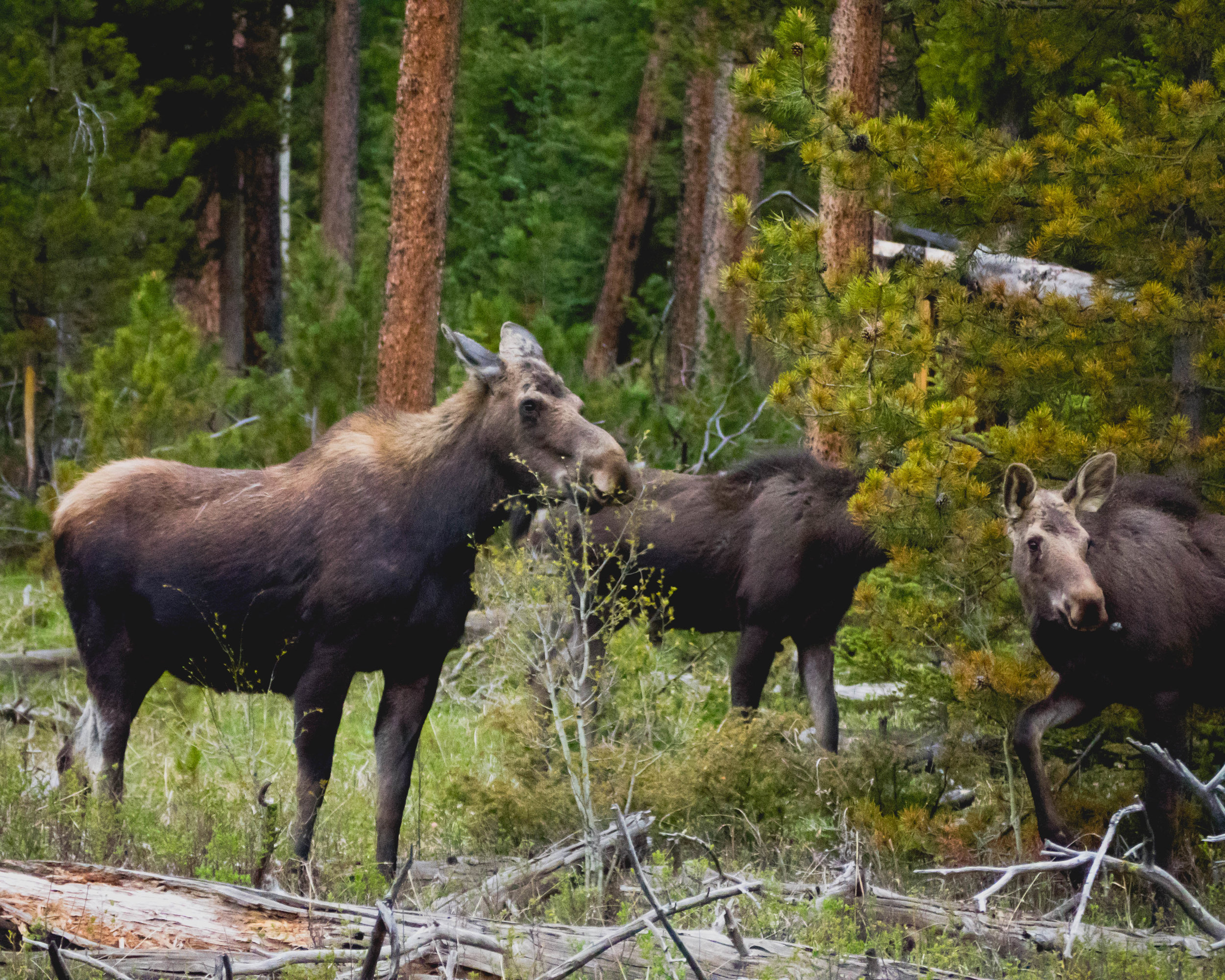 moose.