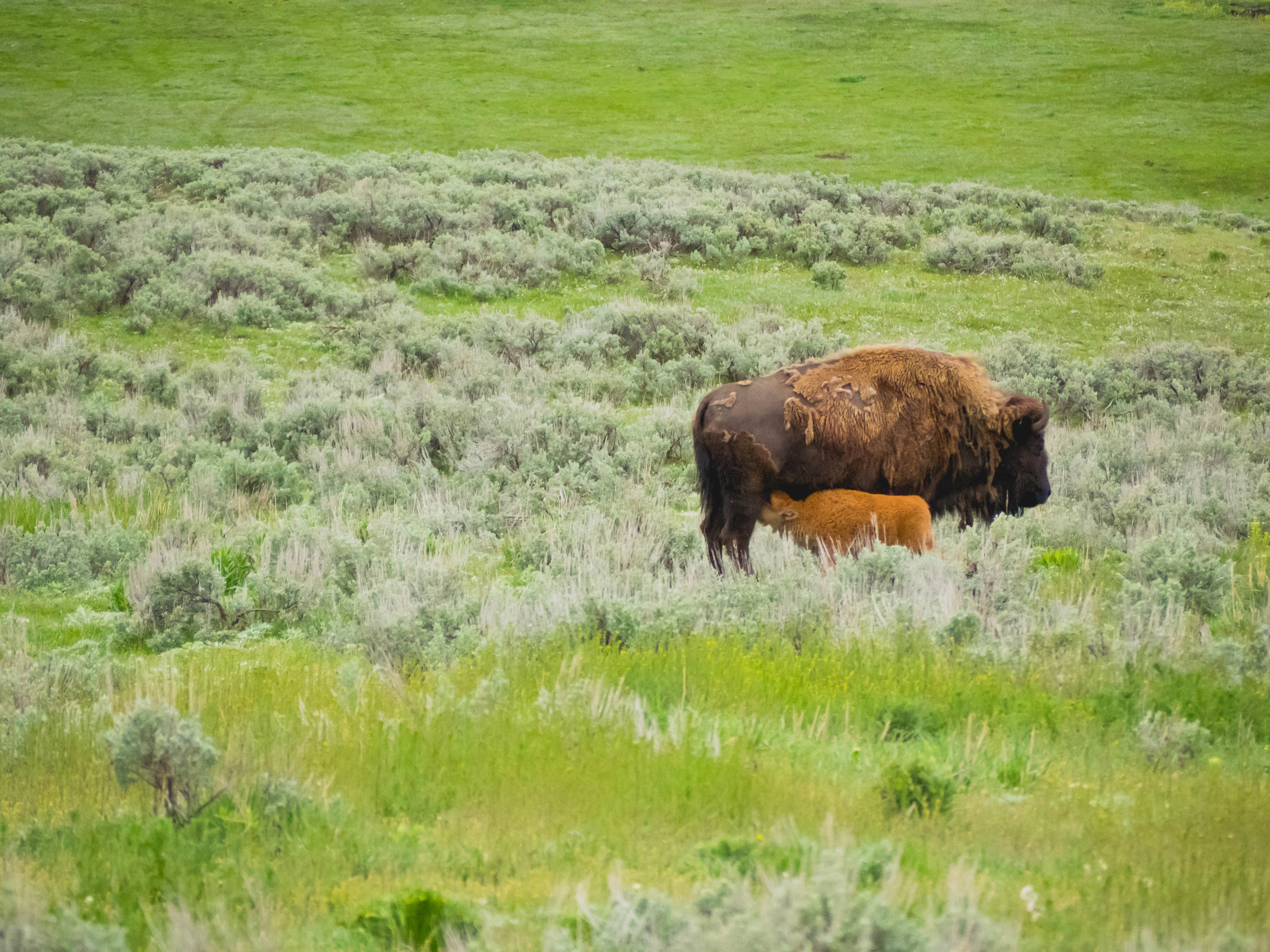 bison and baby bison.