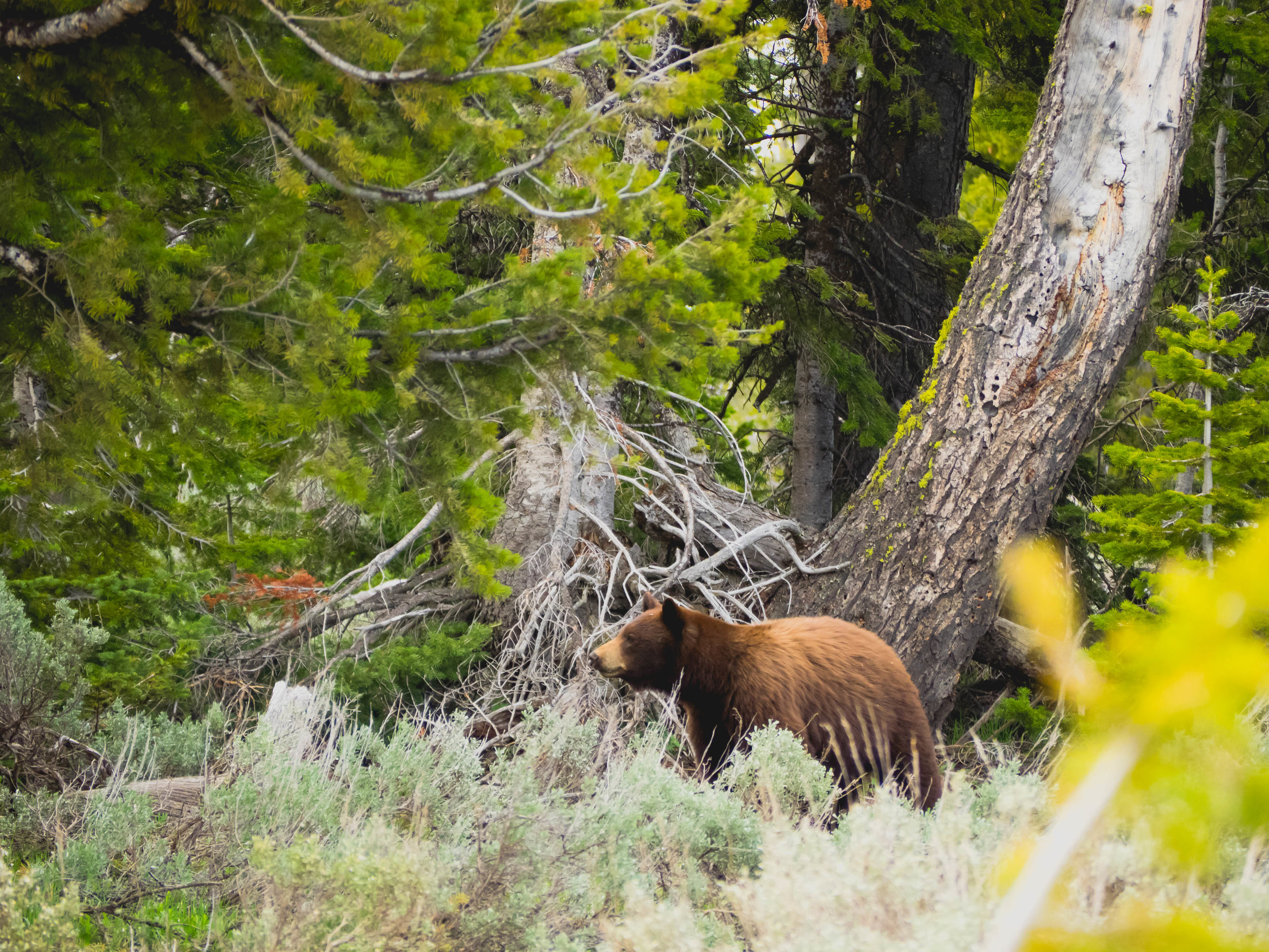 cinnamon black bear.