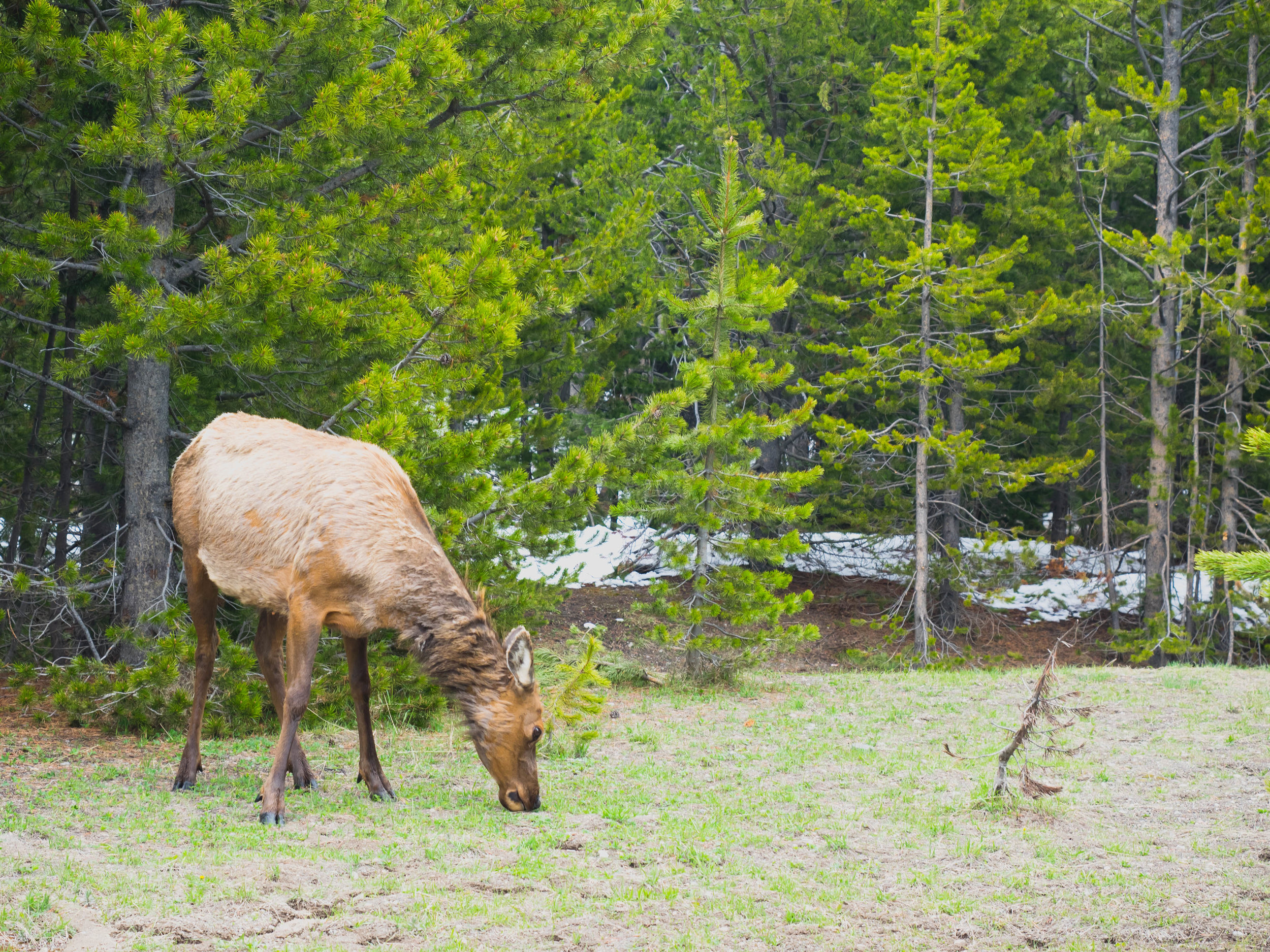 elk.
