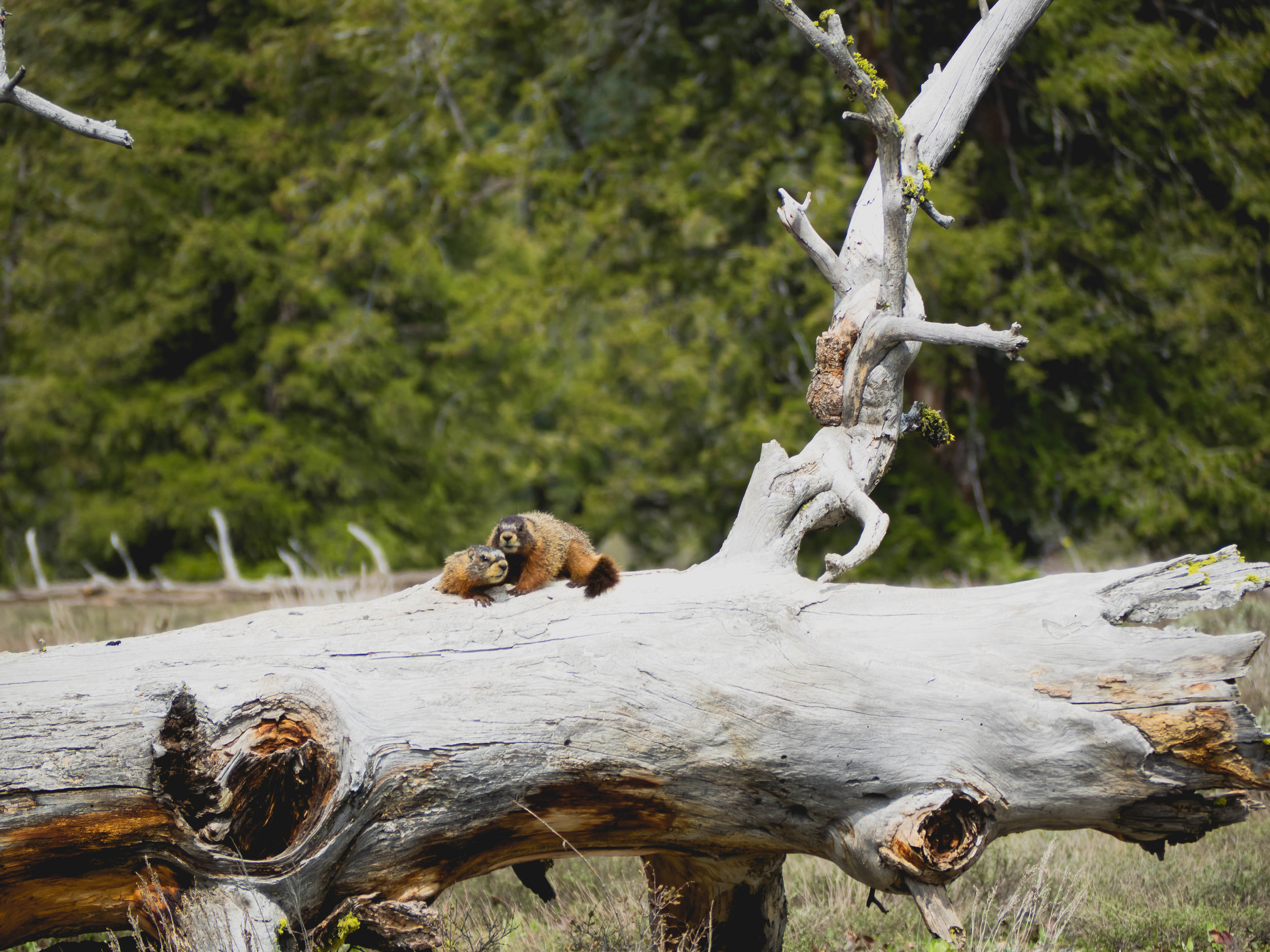 marmots.
