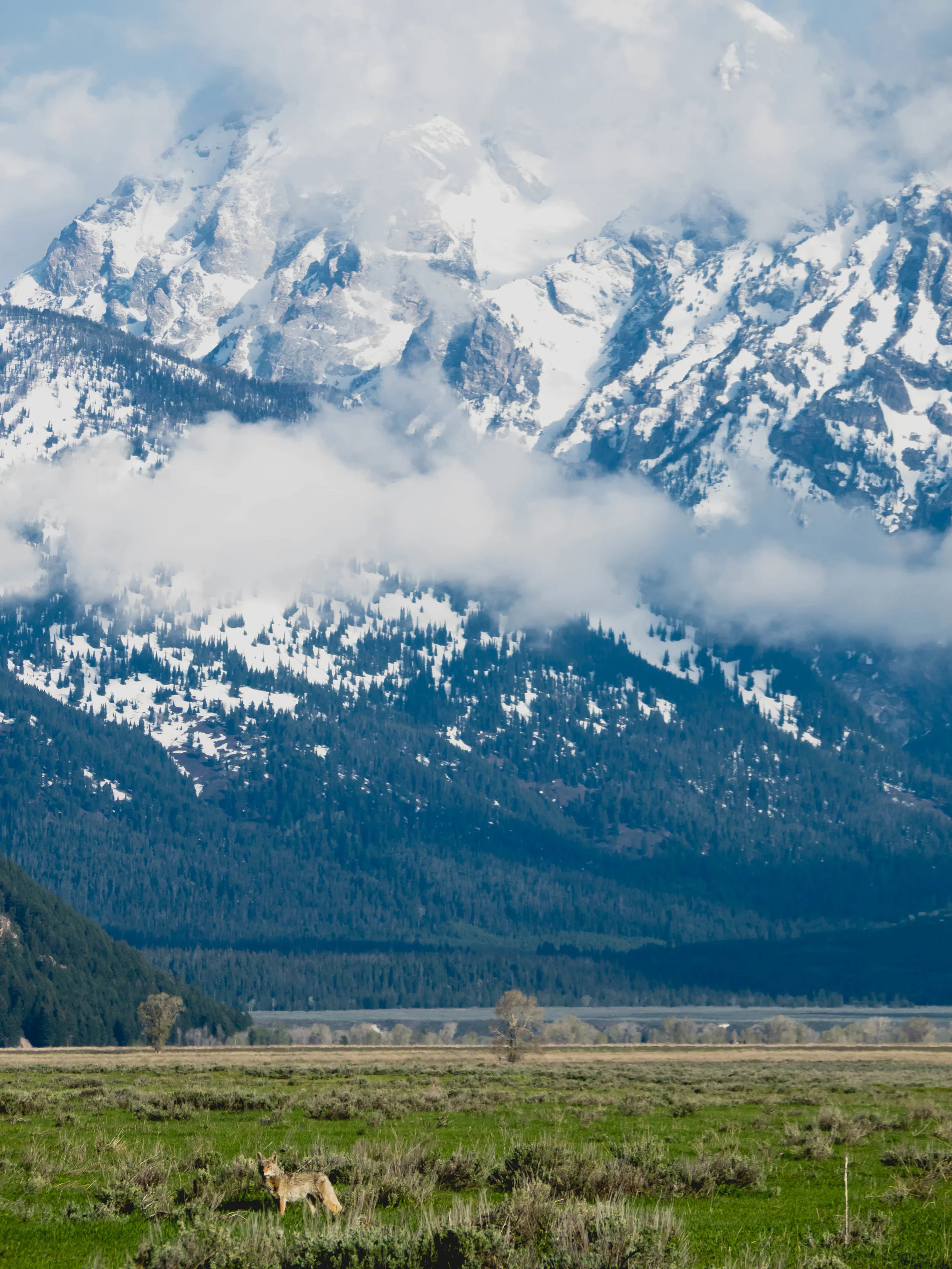 coyote in front of the grand tetons.