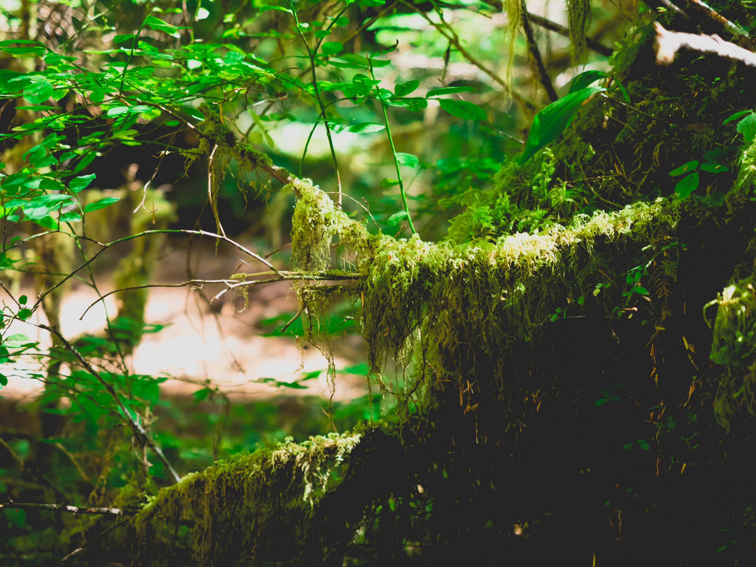 moss moss, everywhere.