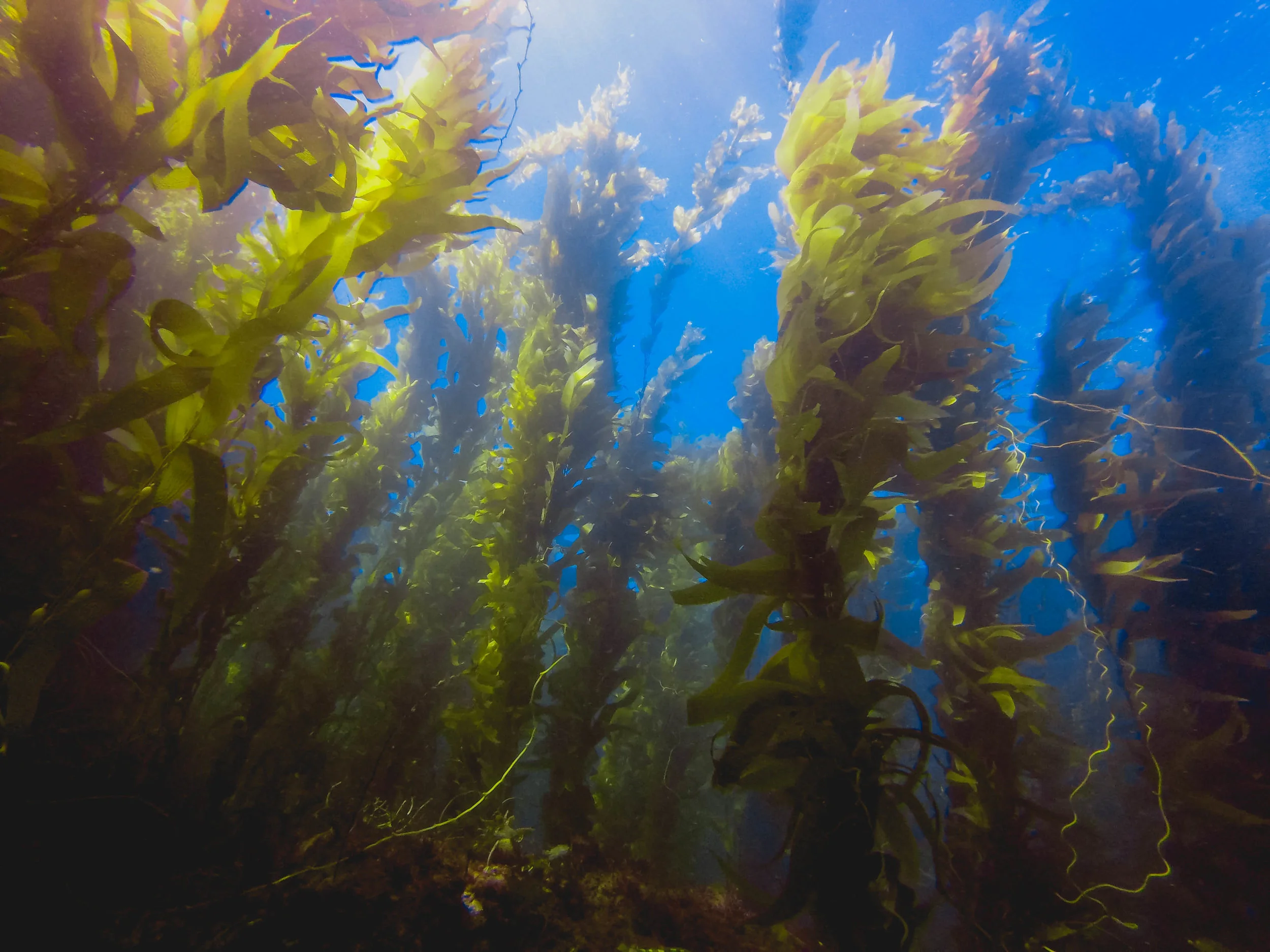 channels-islands-diving-126.jpg