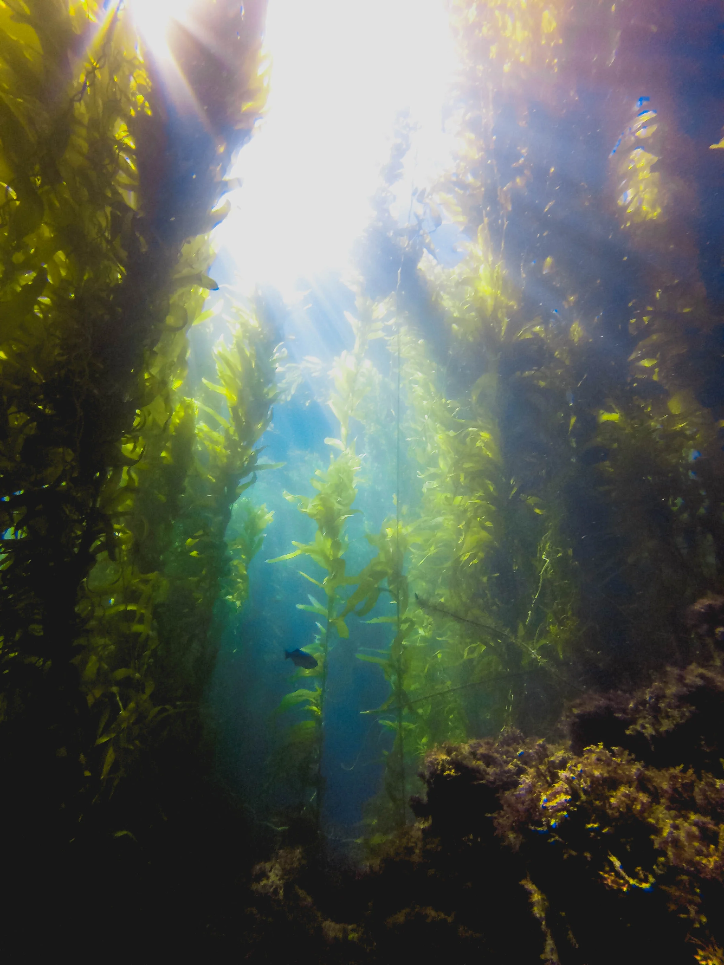 channels-islands-diving-125.jpg