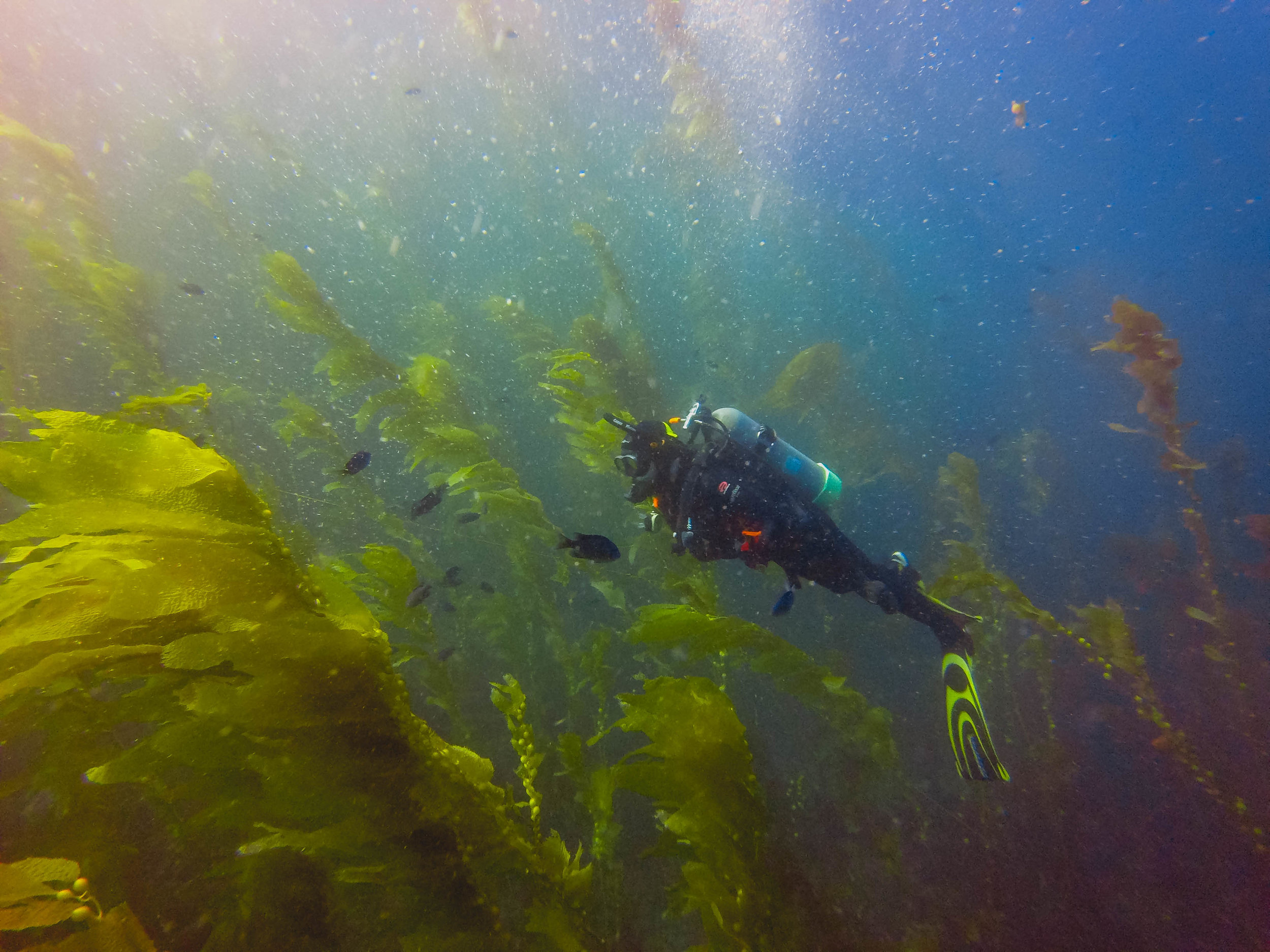 james in the kelp forest.