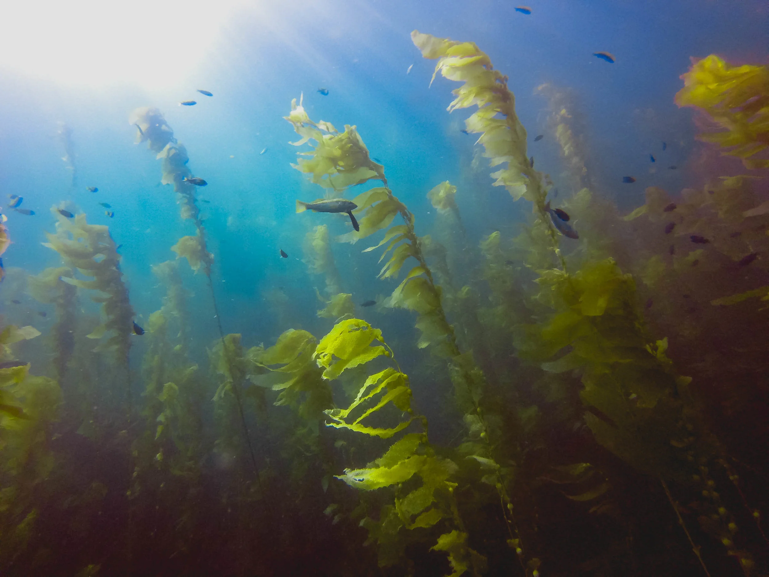 channels-islands-diving-107.jpg