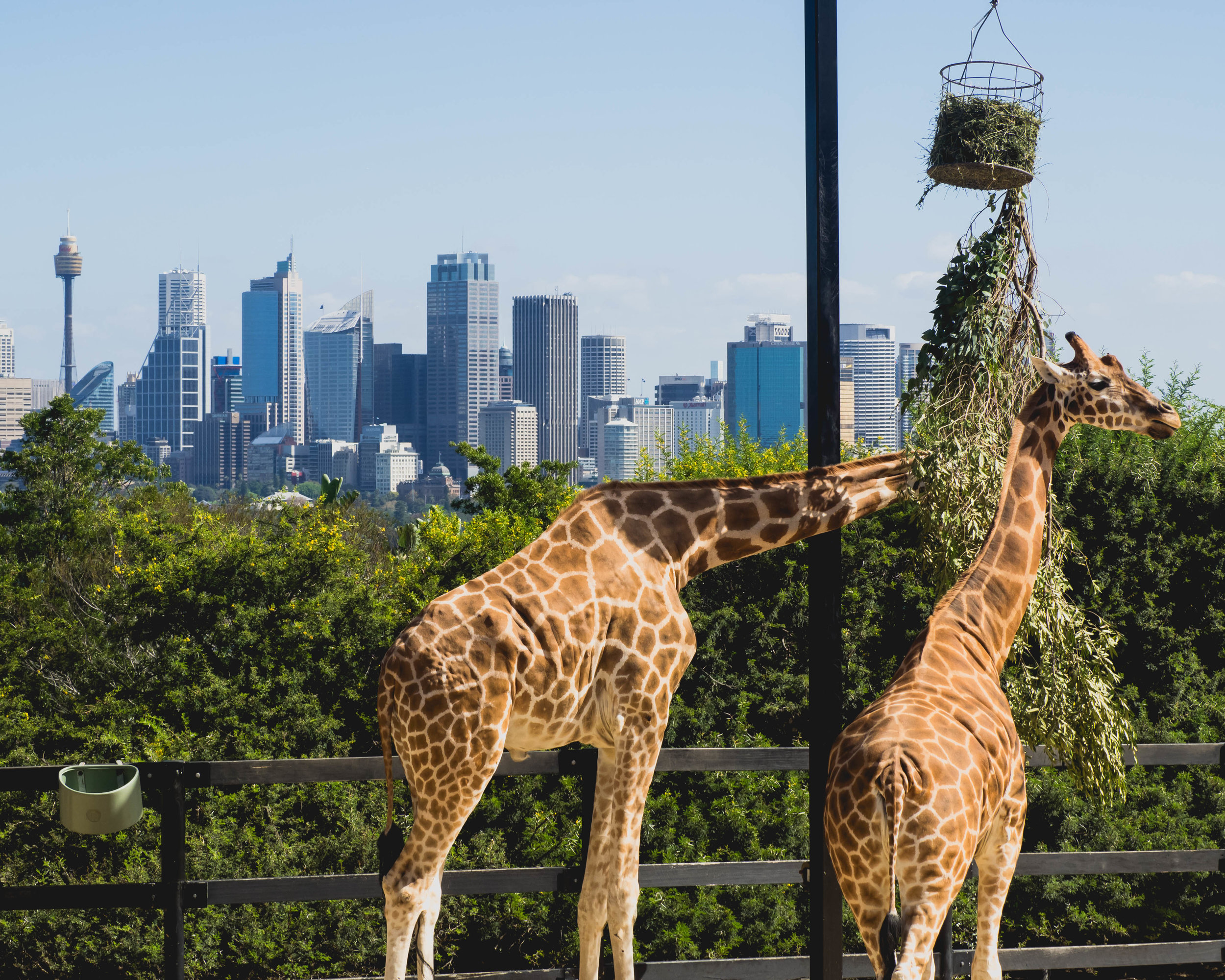 giraffes with a view.