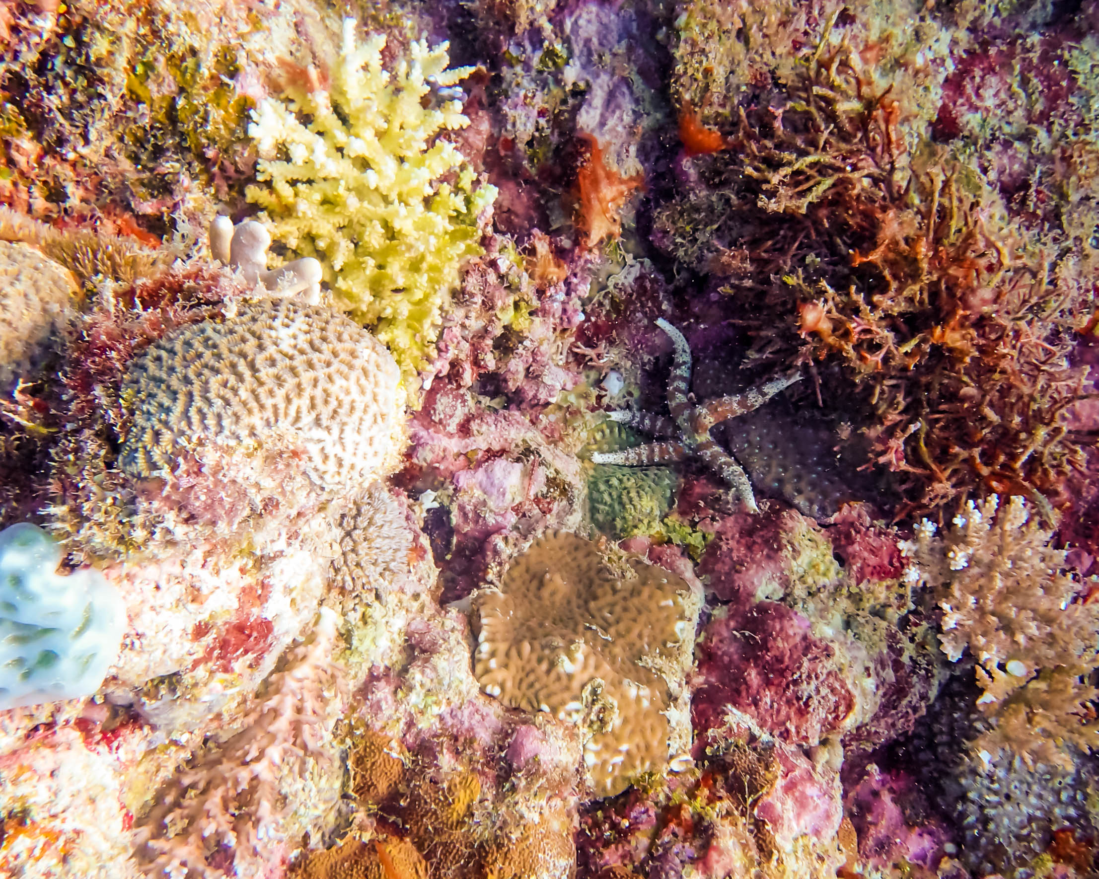 starfish among corals .