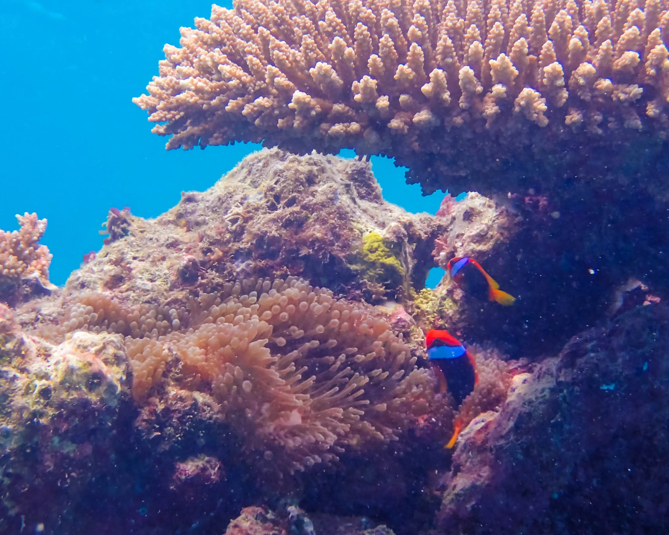 so many anemone fish.