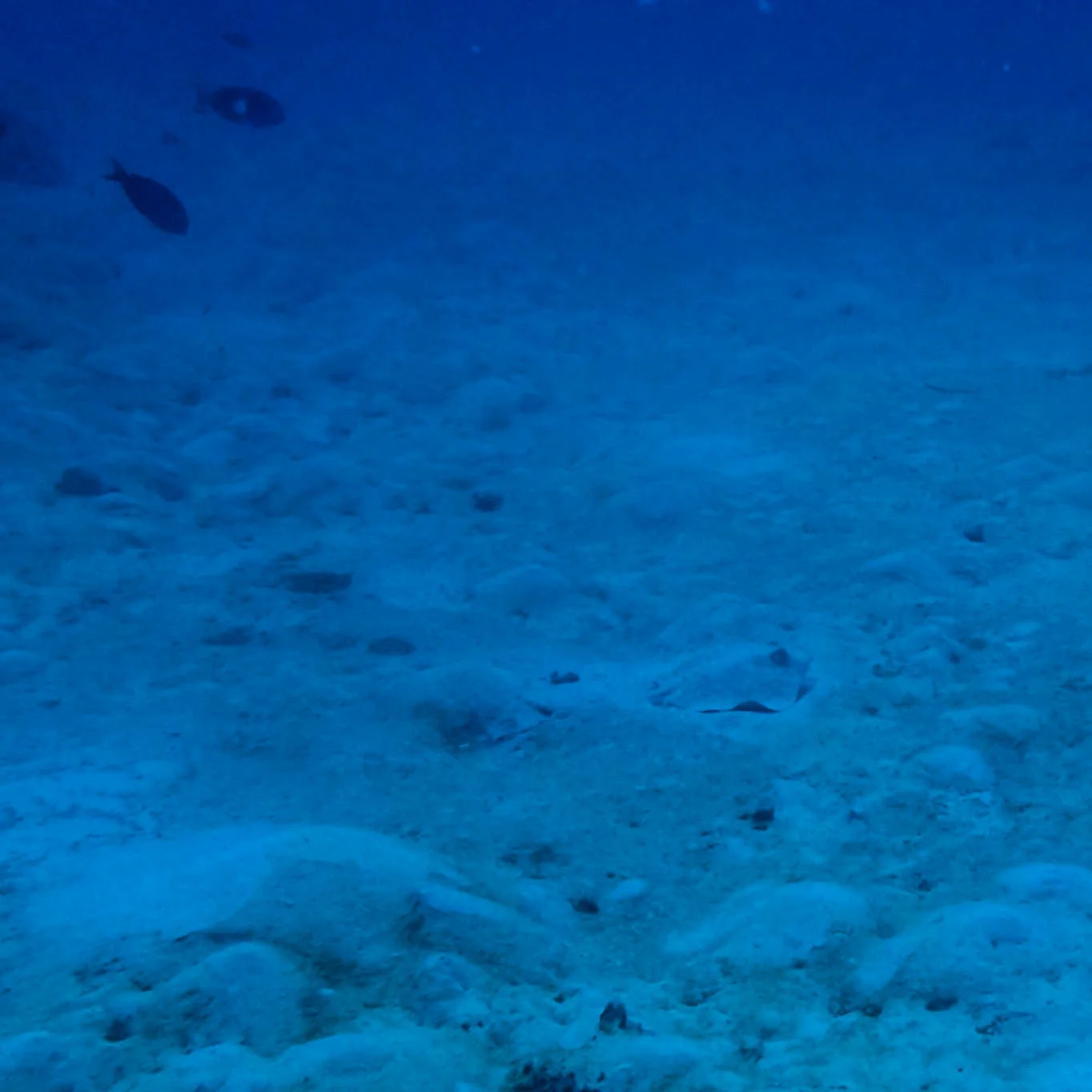 another ray .