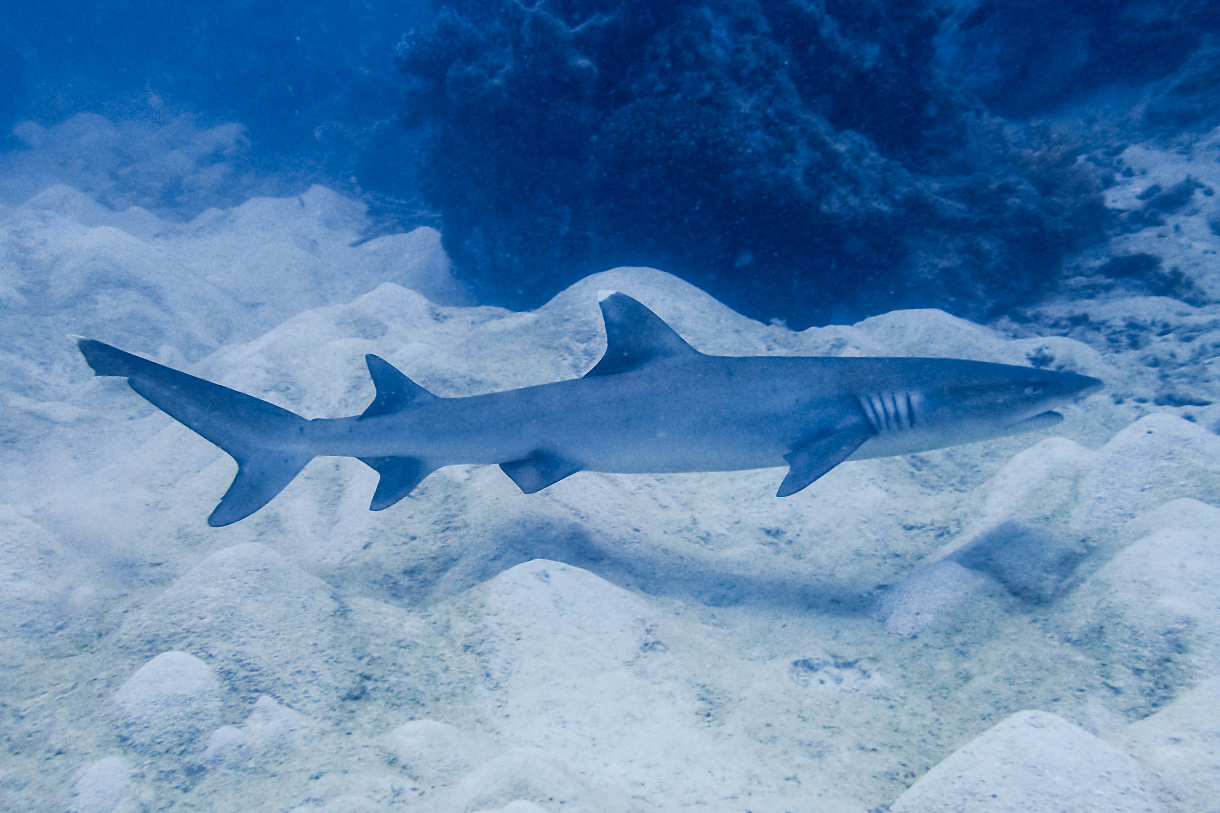 whitetip reef shark .