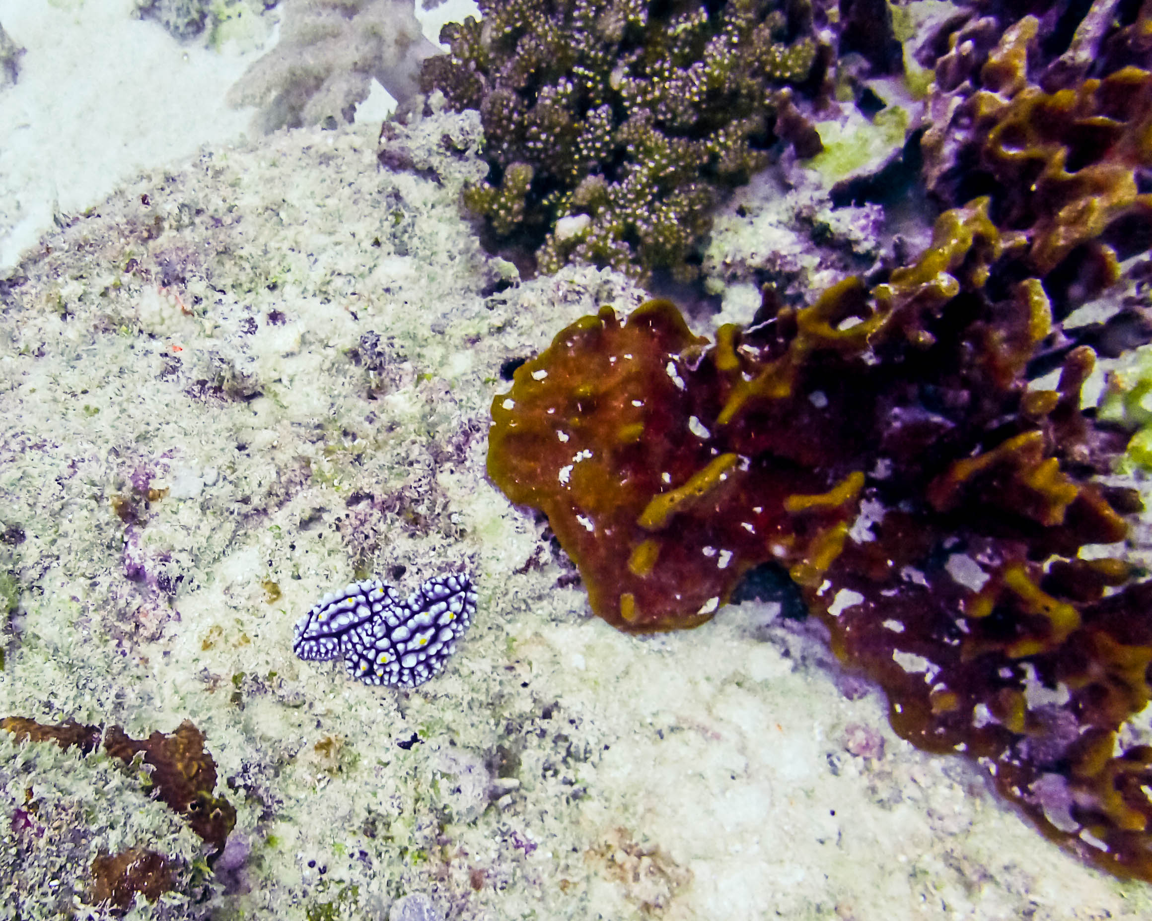 .snuggling nudibranchs.