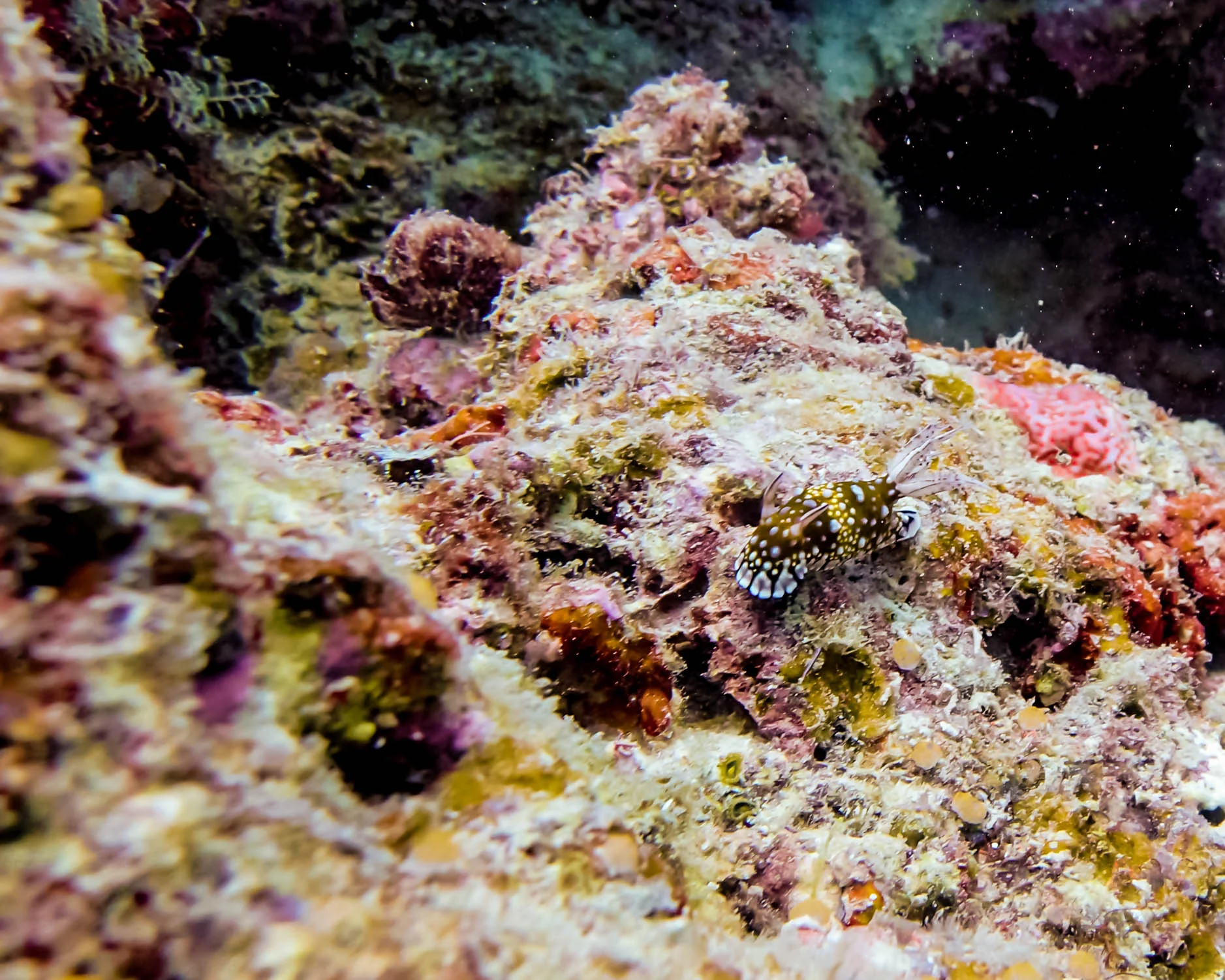 nudibranch .