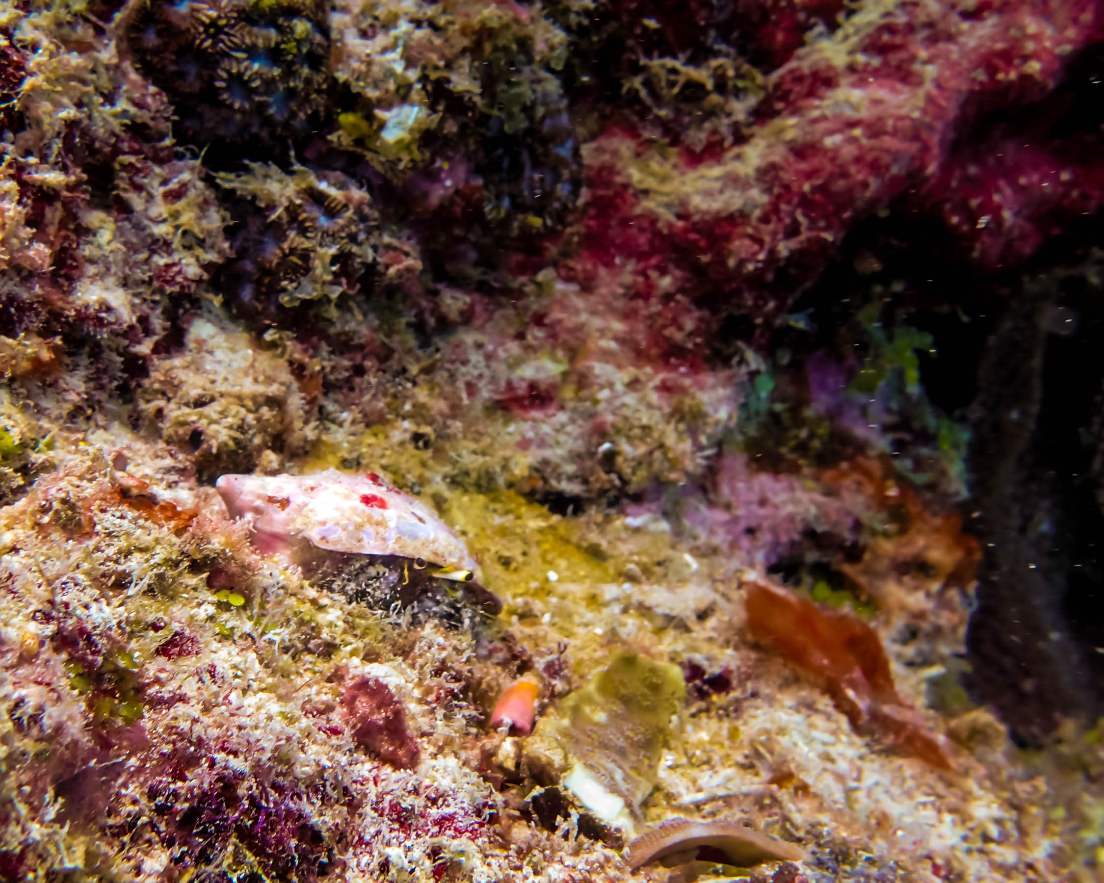 can you spot the hermit crab?