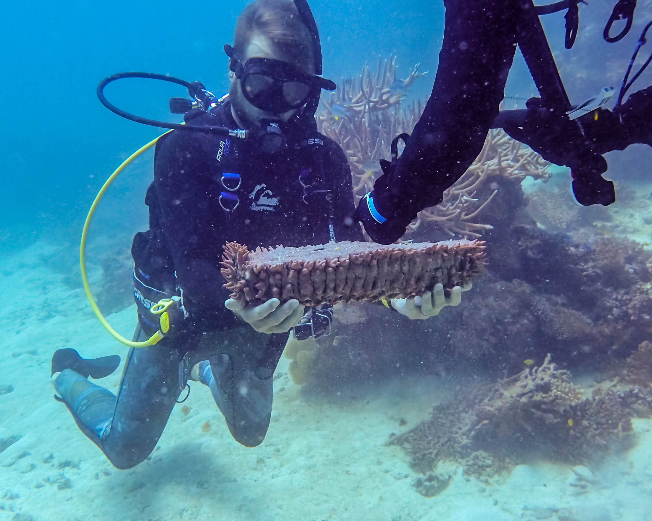sea cucumber.