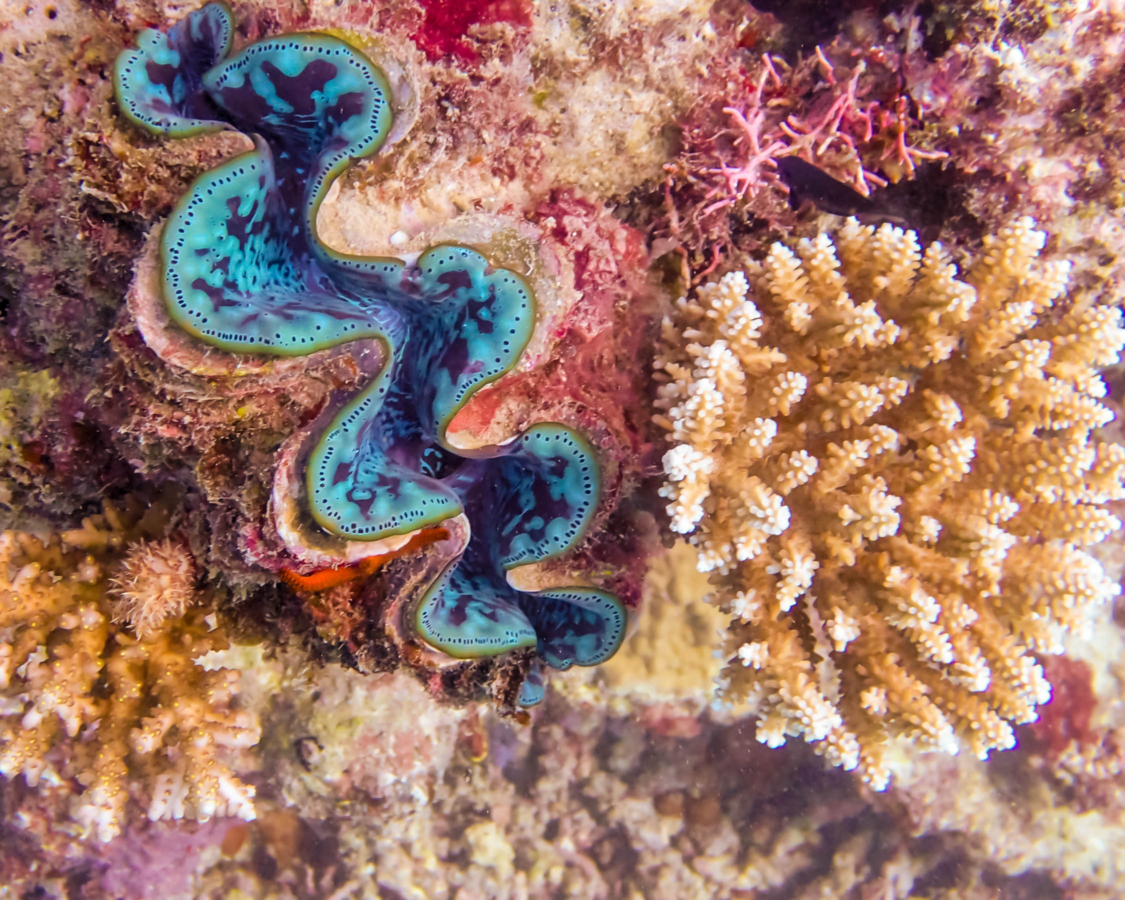giant clam.