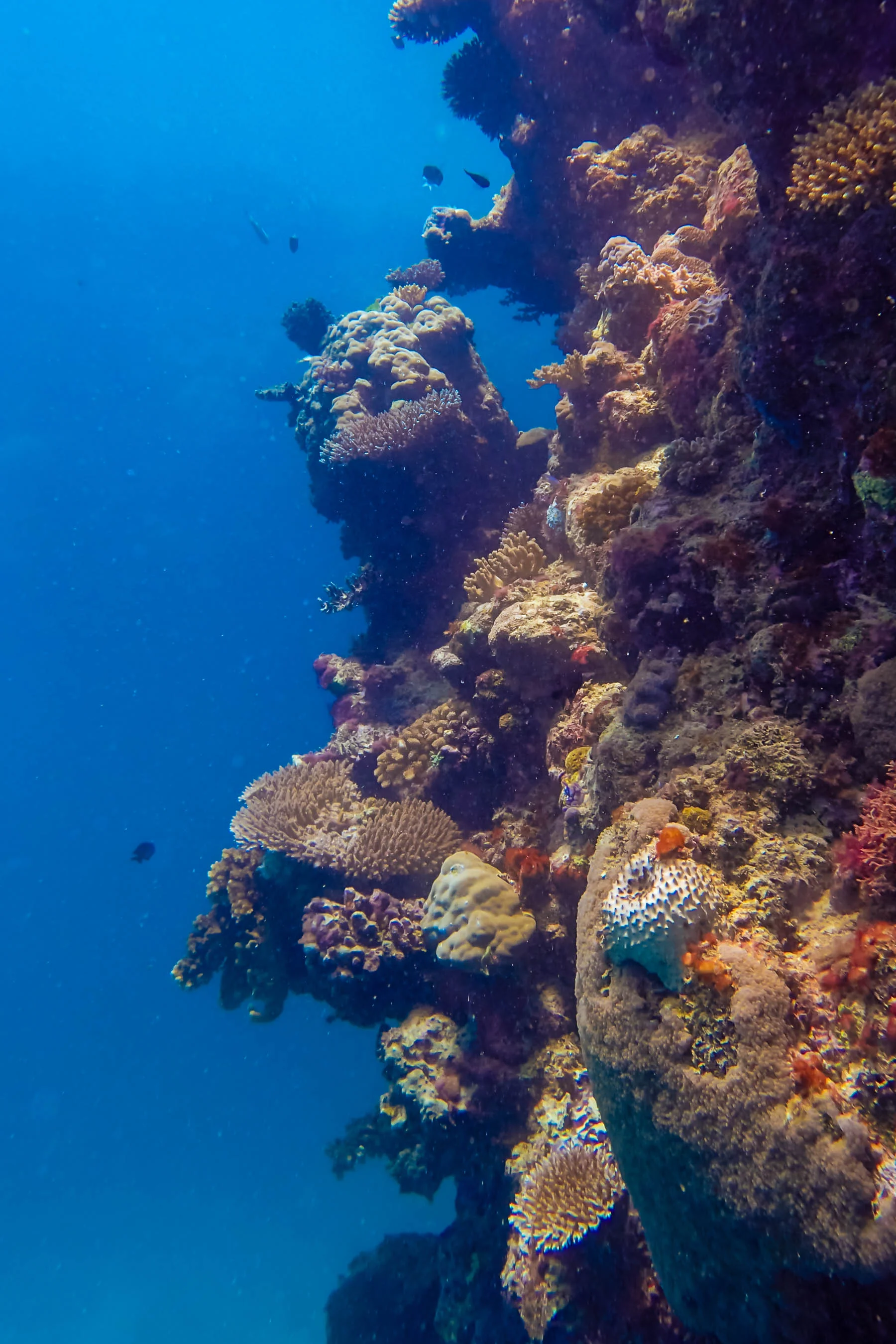 great-barrier-reef-diving-111.jpg