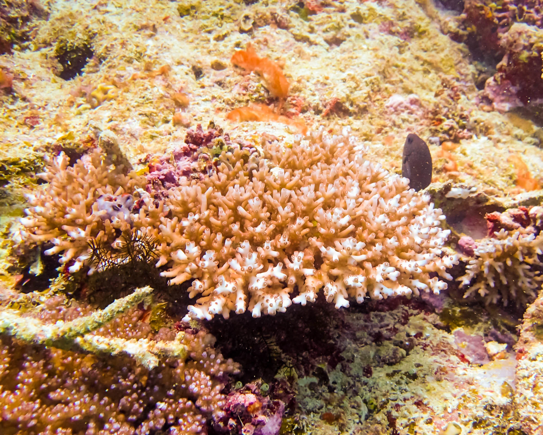 great-barrier-reef-diving-109.jpg