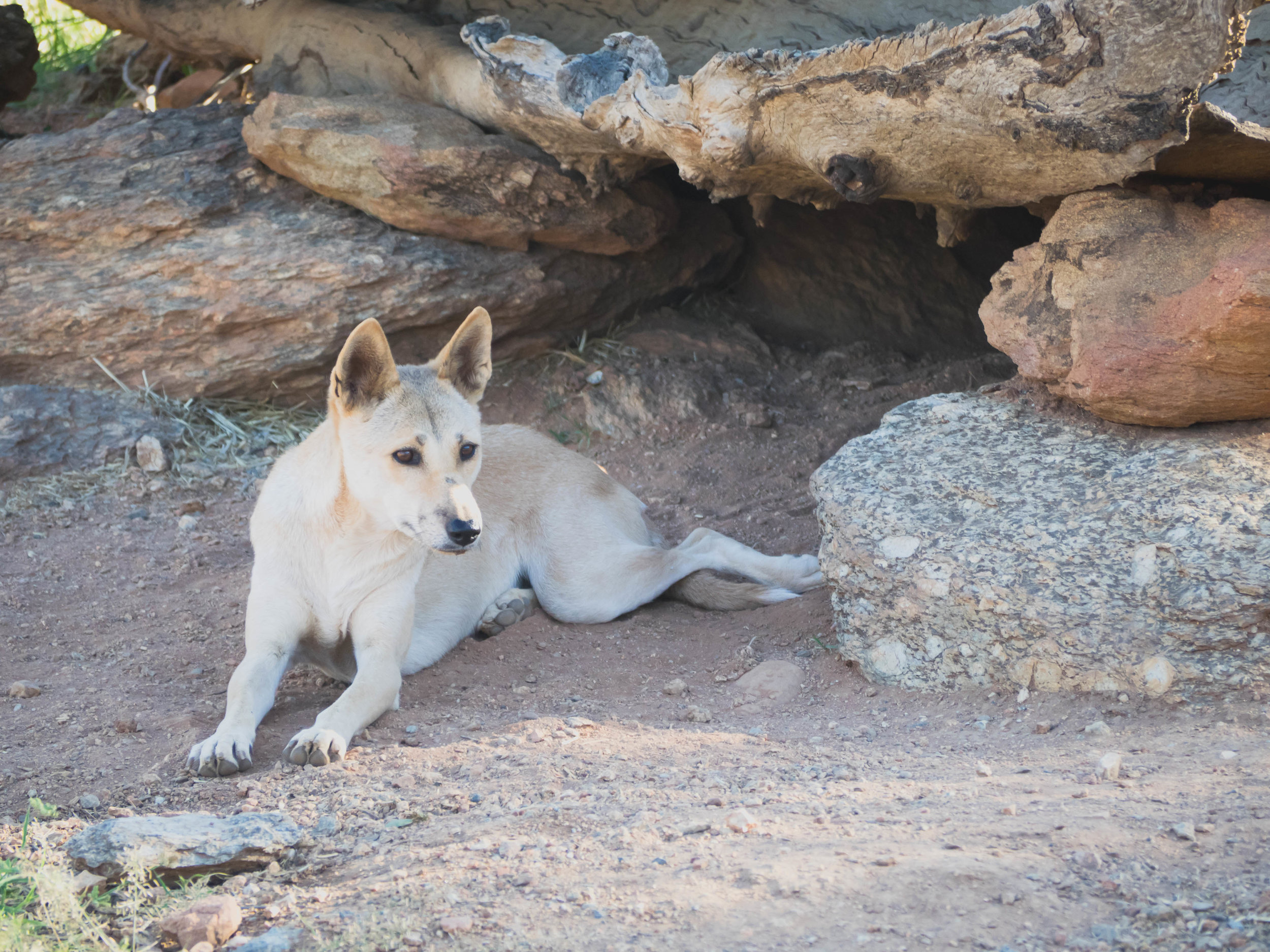 dingo.