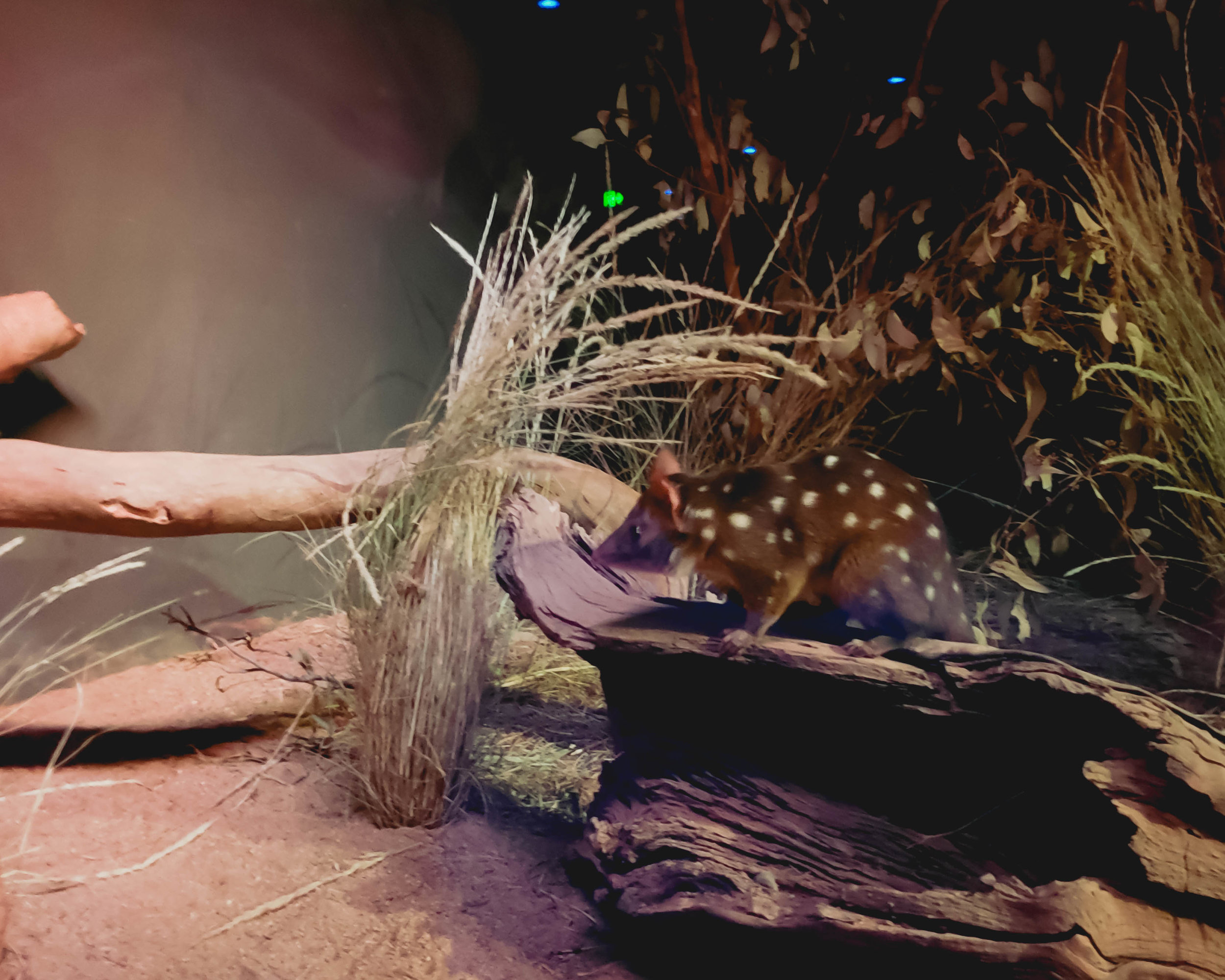quoll.