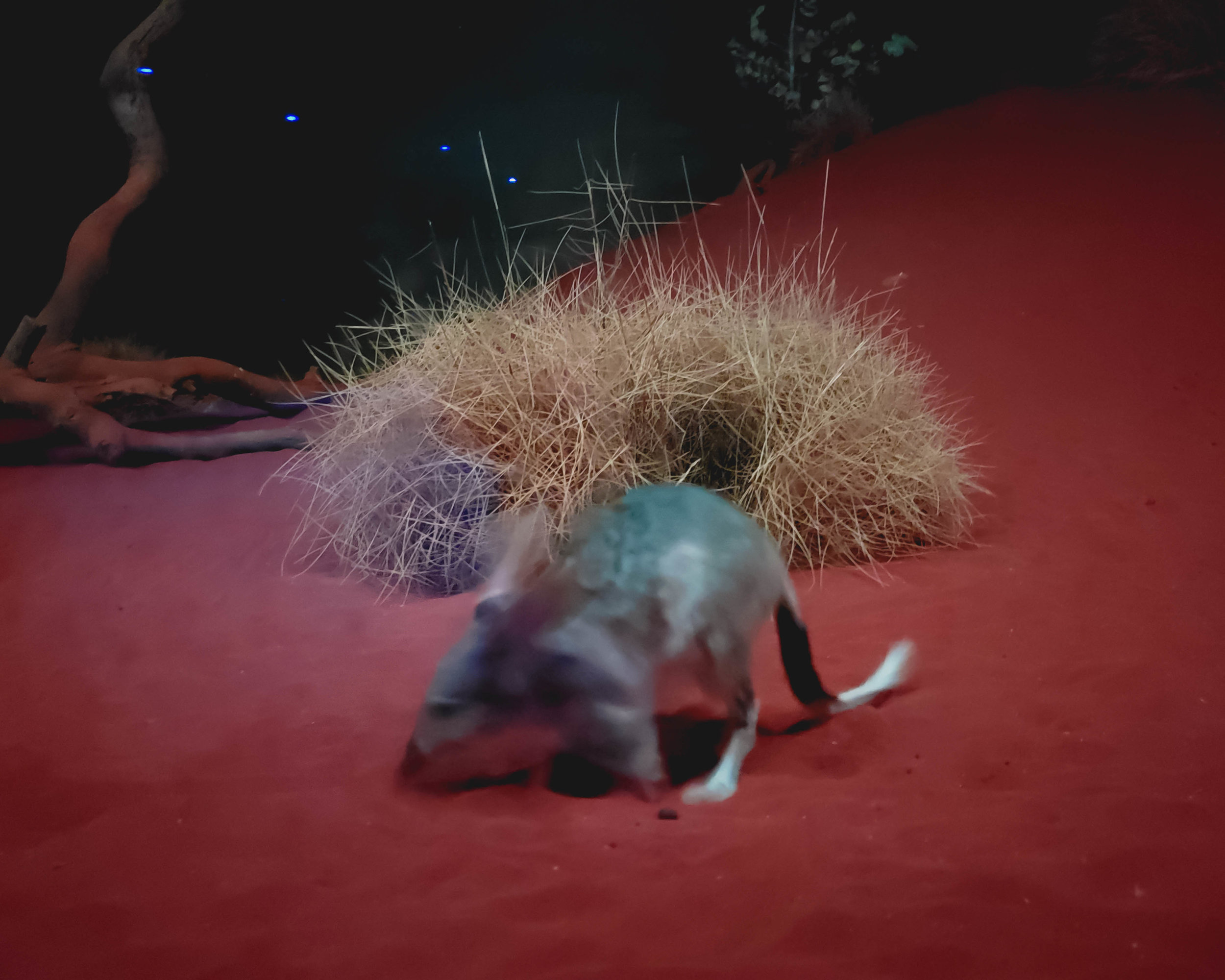 bilby.