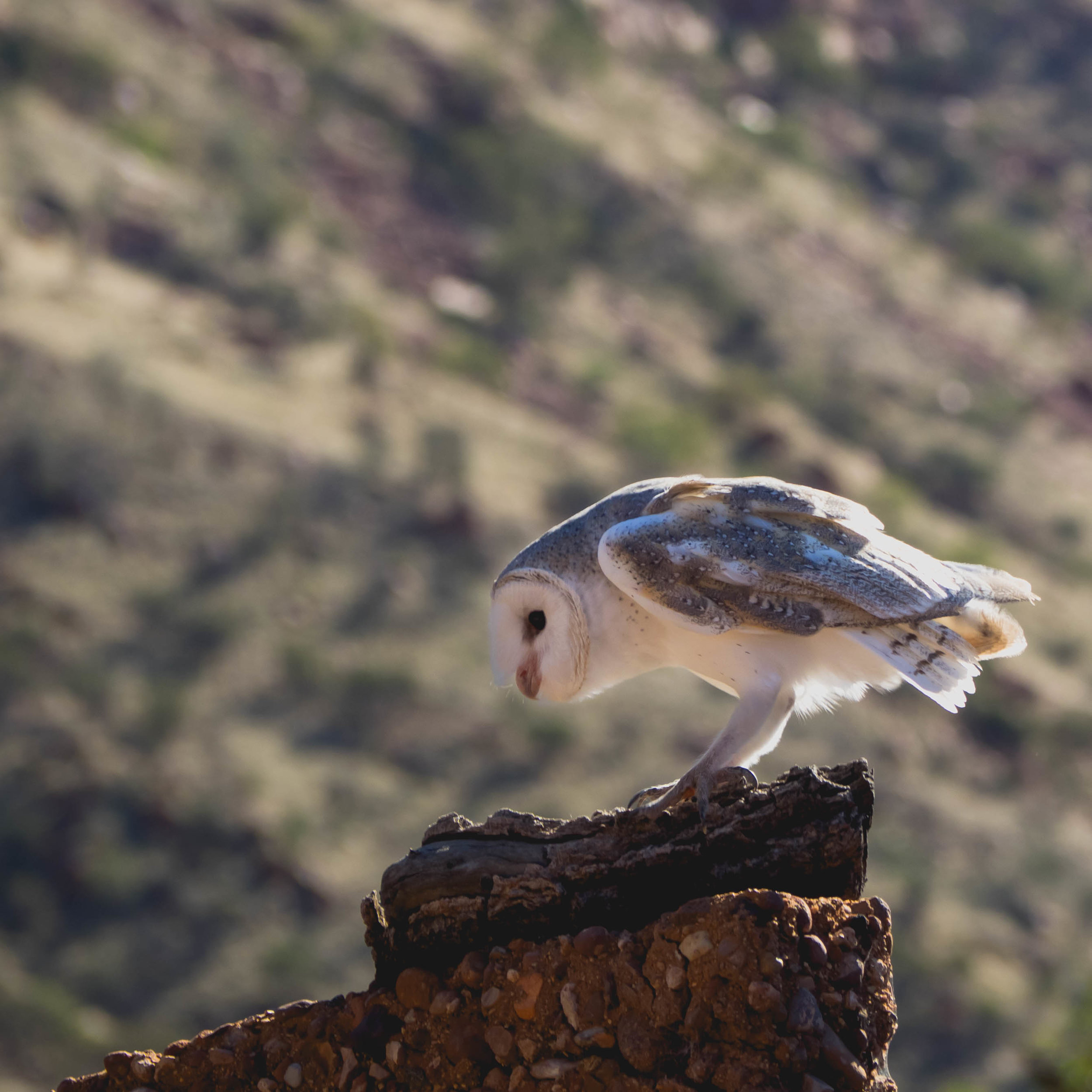 alice-springs-121.jpg