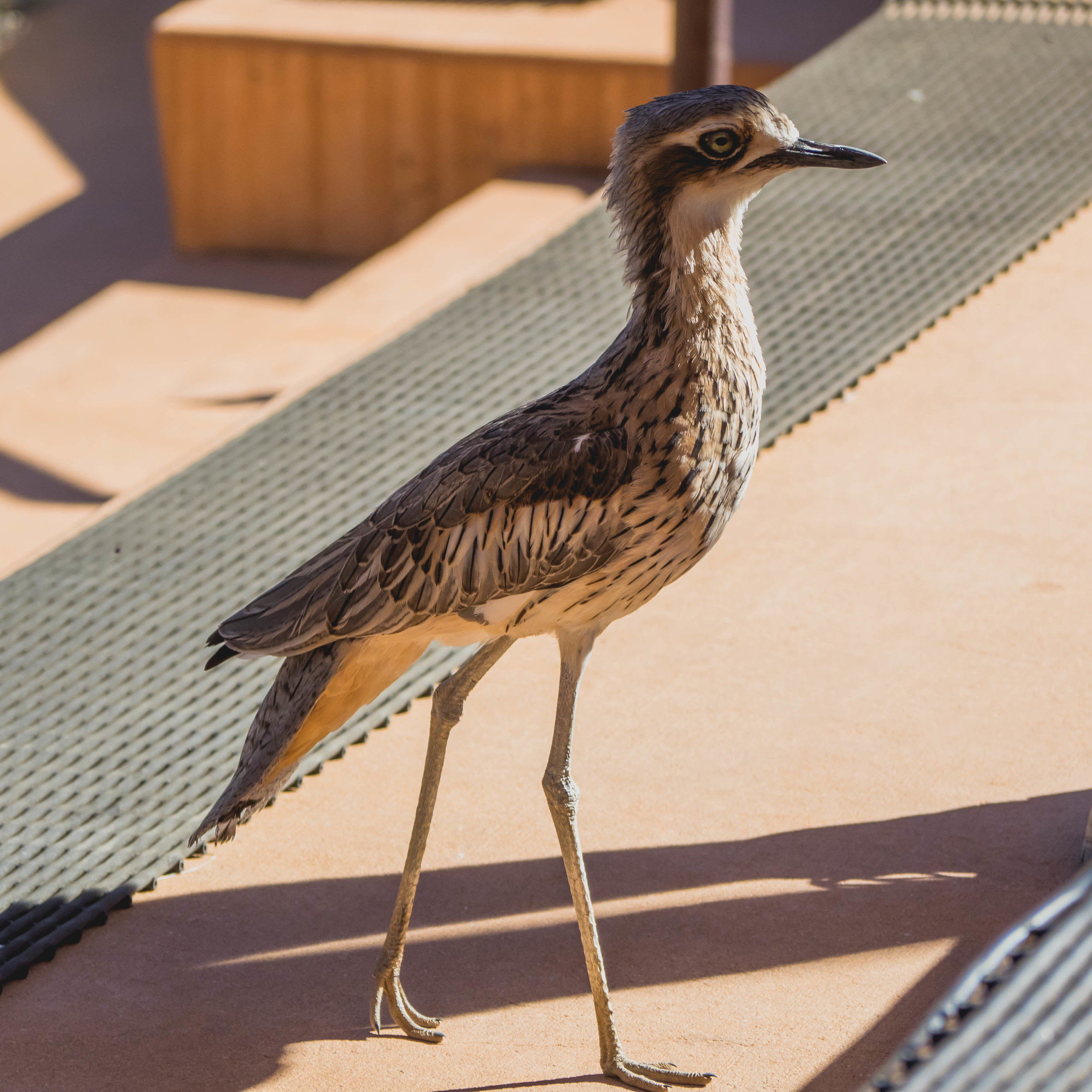 alice-springs-123.jpg