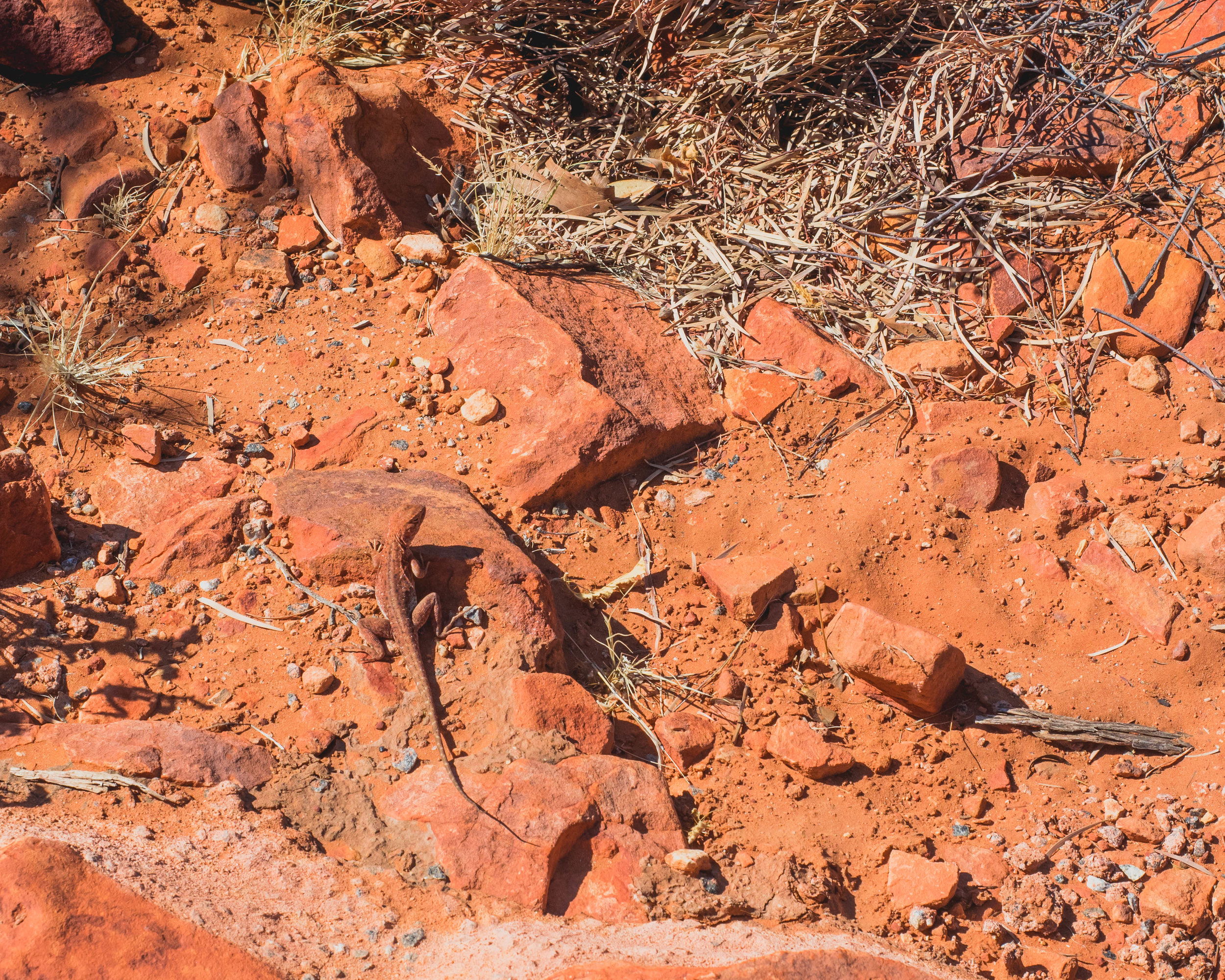 lizard.