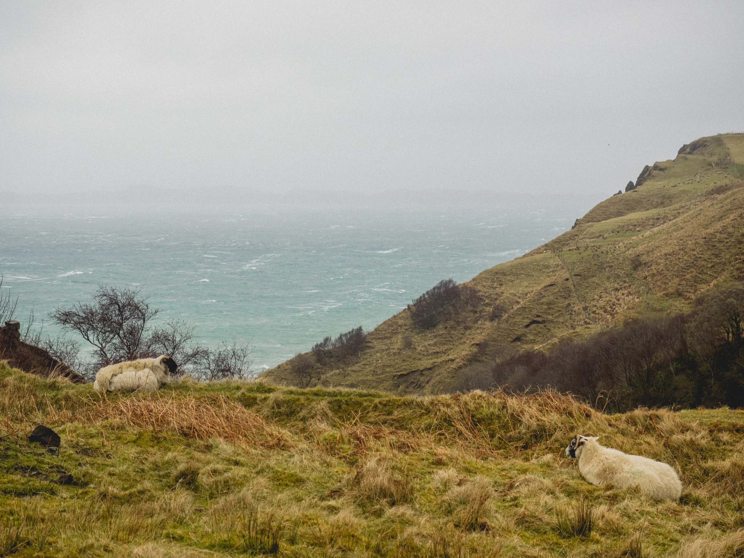 sheep at lealt falls.
