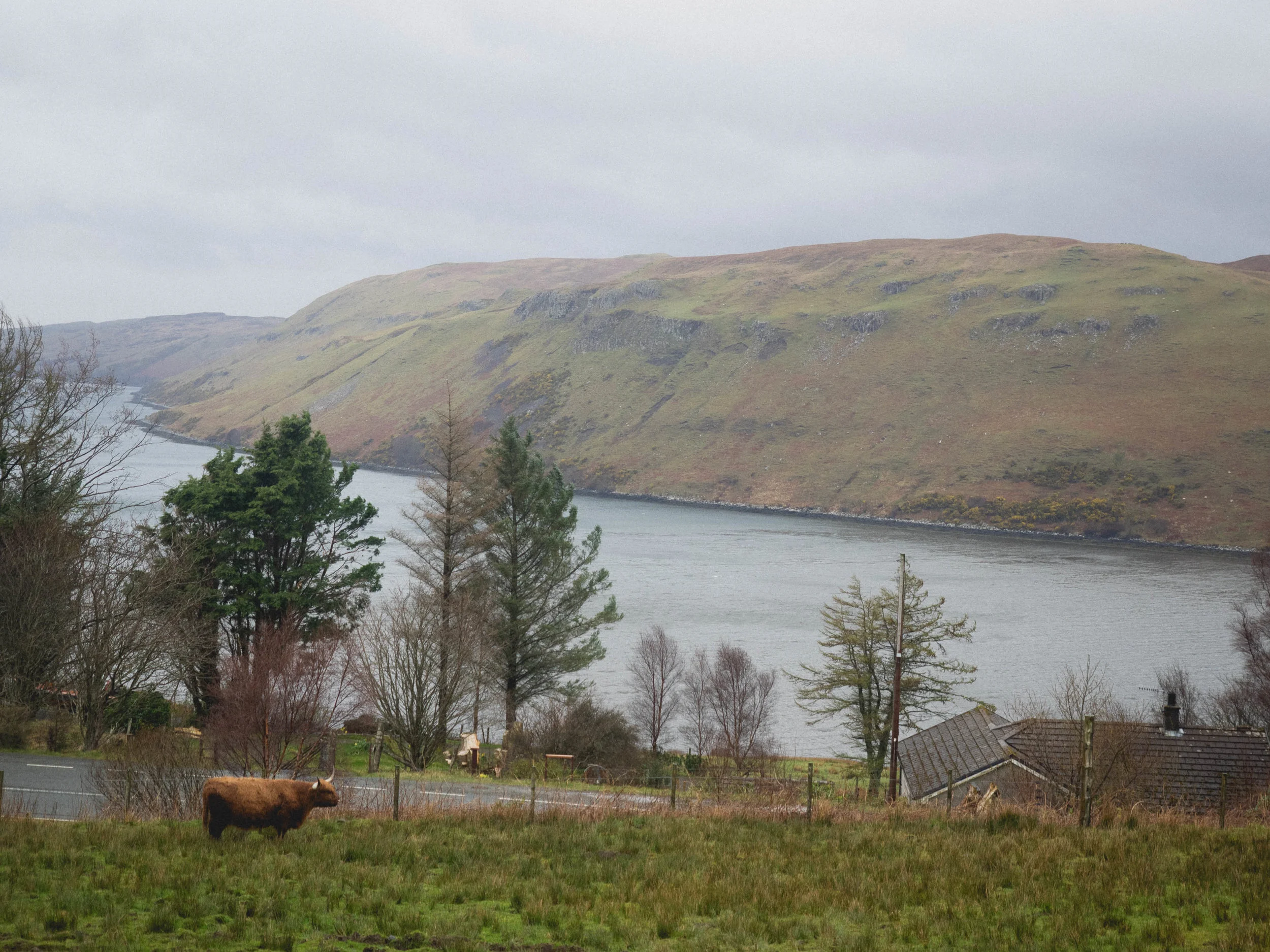 highland cow.